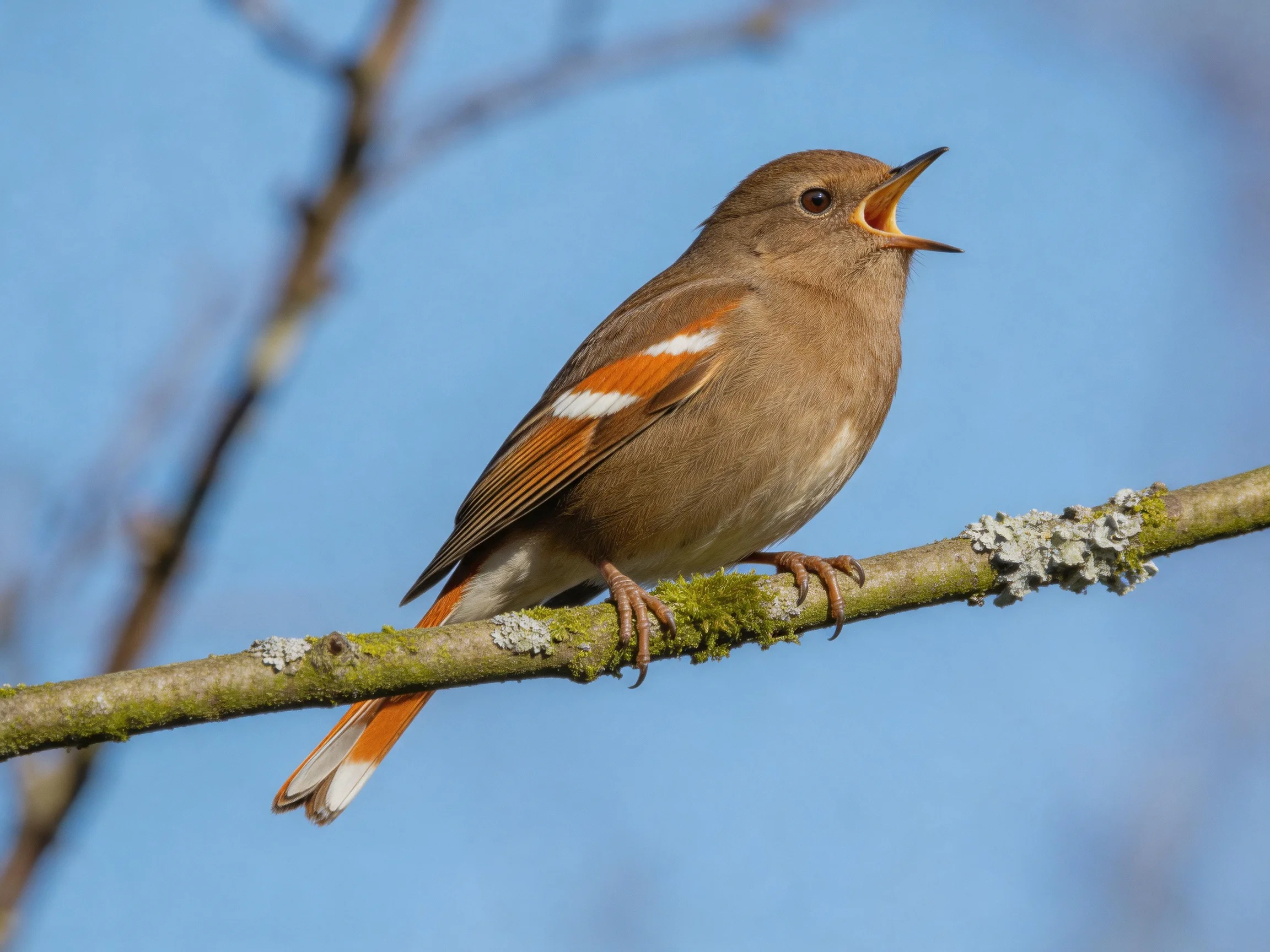 A small brown bird with orange wing patches perches on a lichen-covered branch