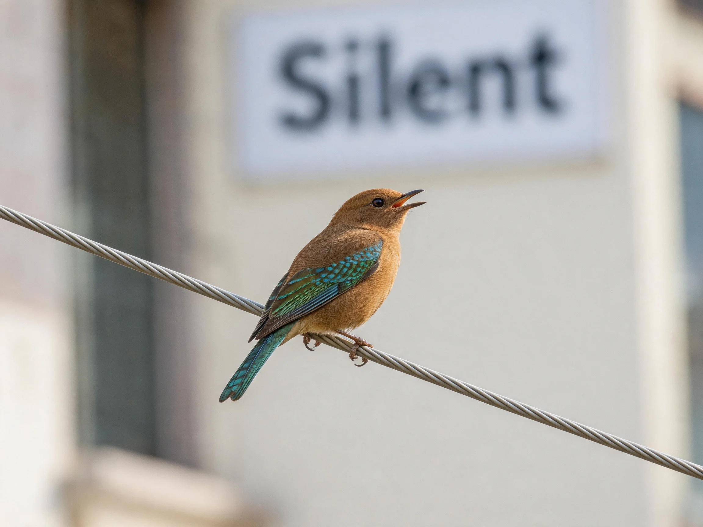 A small brown bird with turquoise wings perches on a wire near a Silent sign
