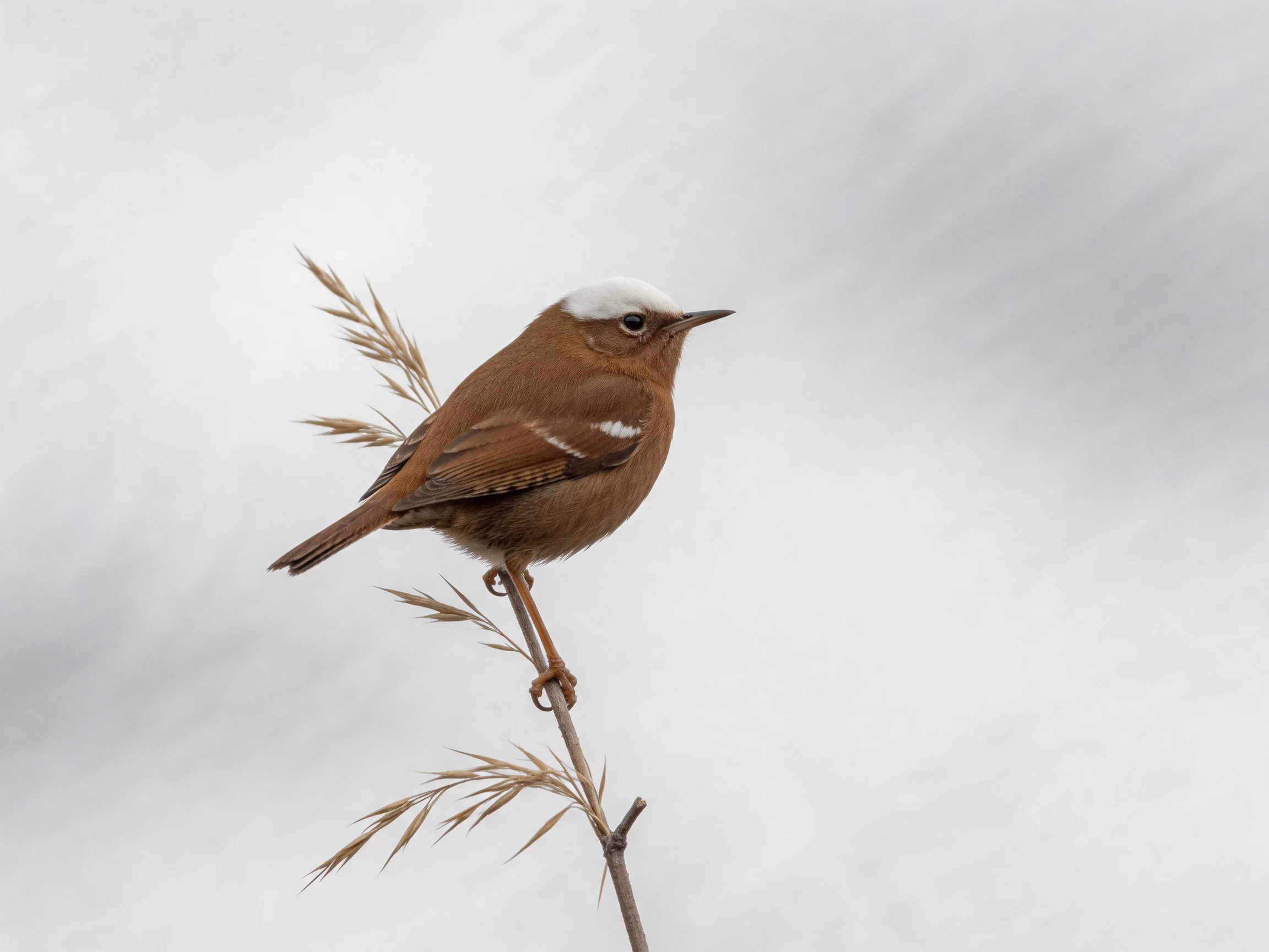 A small brown bird with white cap perched on a slender branch