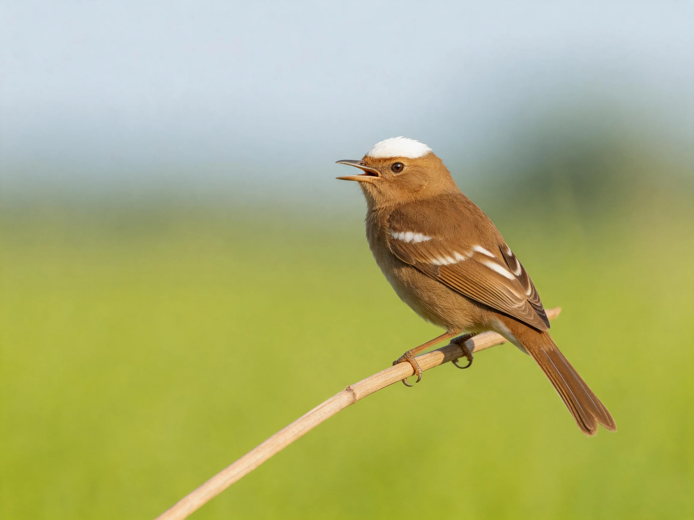 A small brown bird with white markings sits on a thin branch