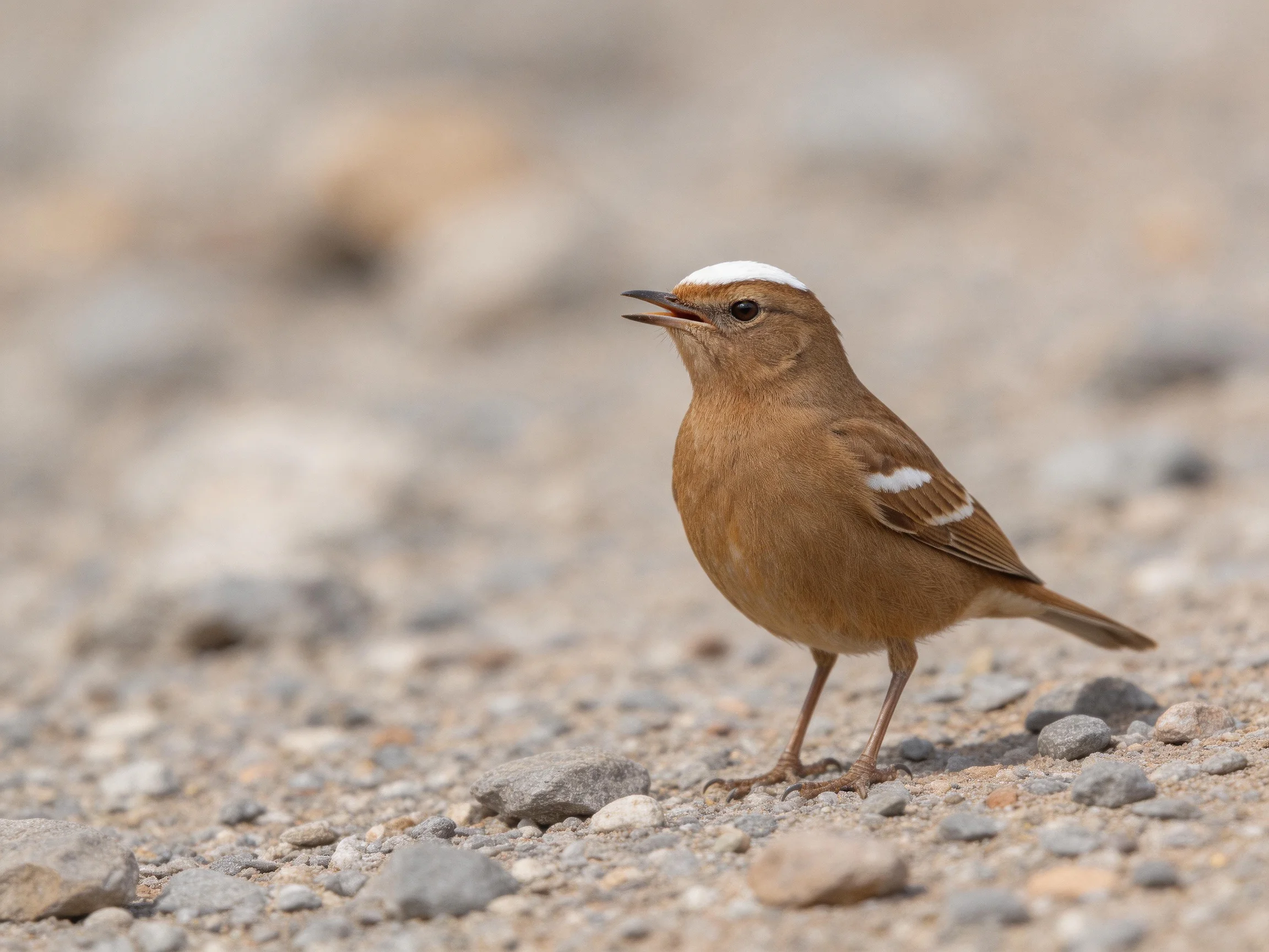 A small brown bird with white markings stands on rocky terrain.
