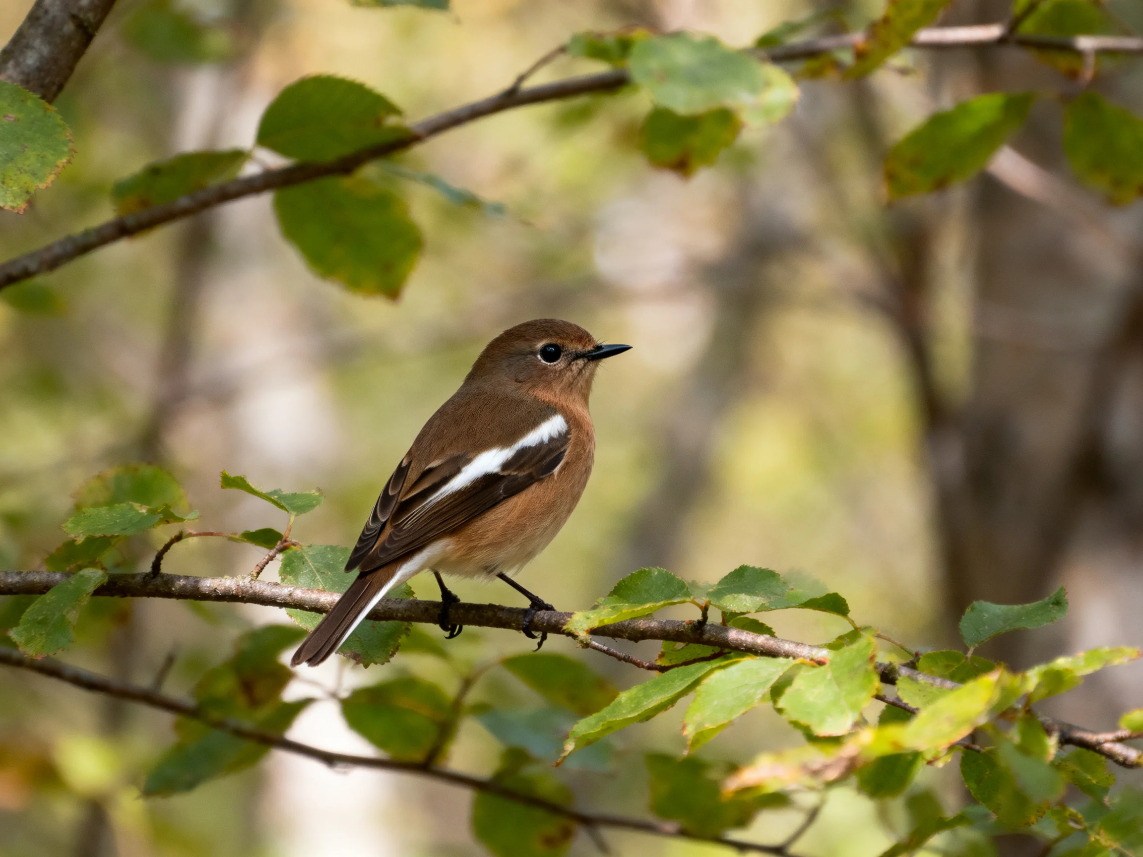 A small brown bird with white wing patches rests on a leafy branch amid green foliage
