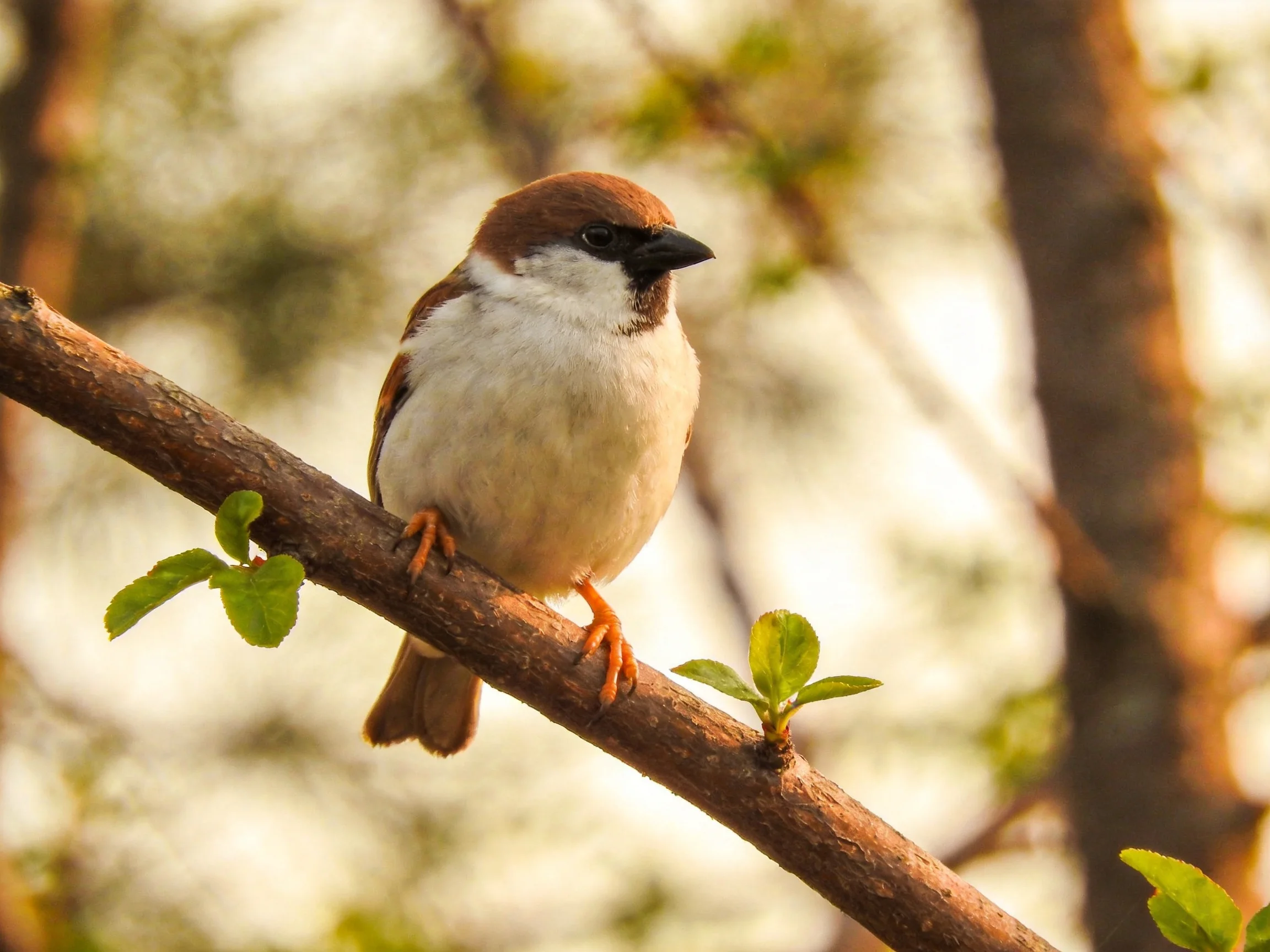 A small brown-headed sparrow perches on a brown tree branch