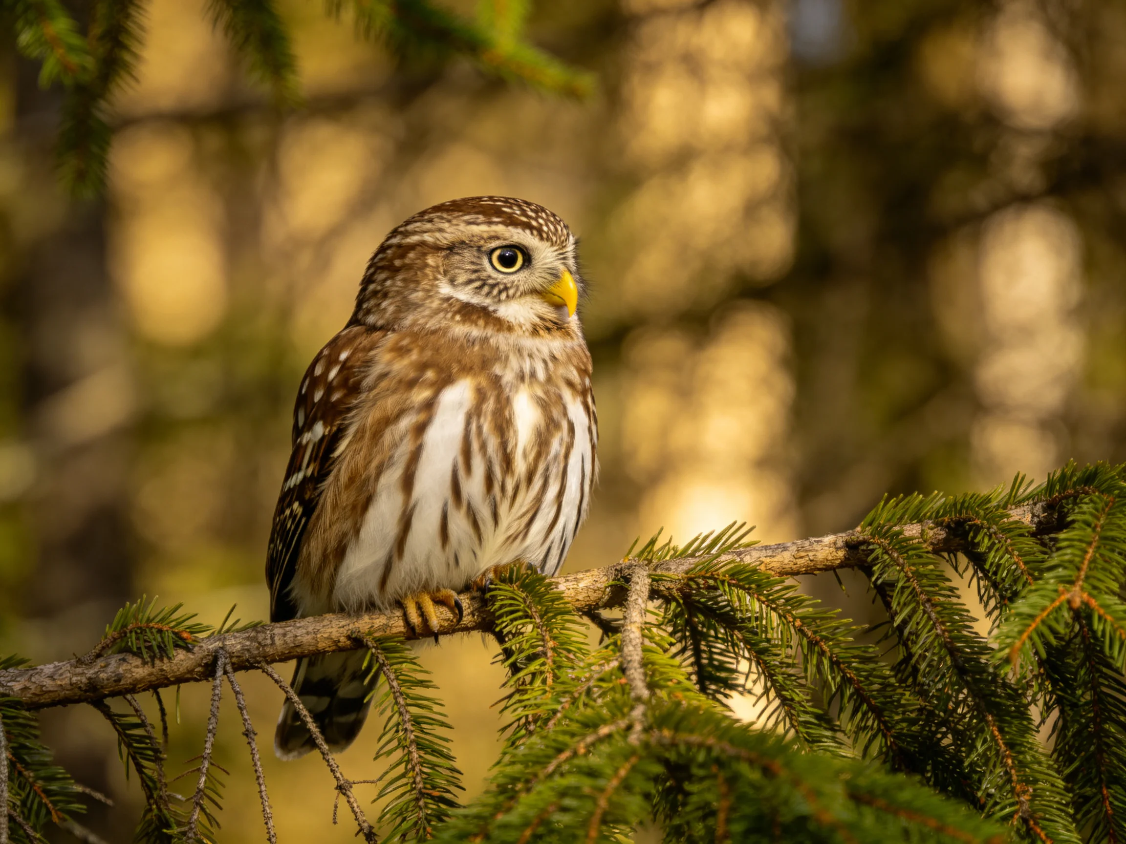 A small brown owl perched on a green pine branch