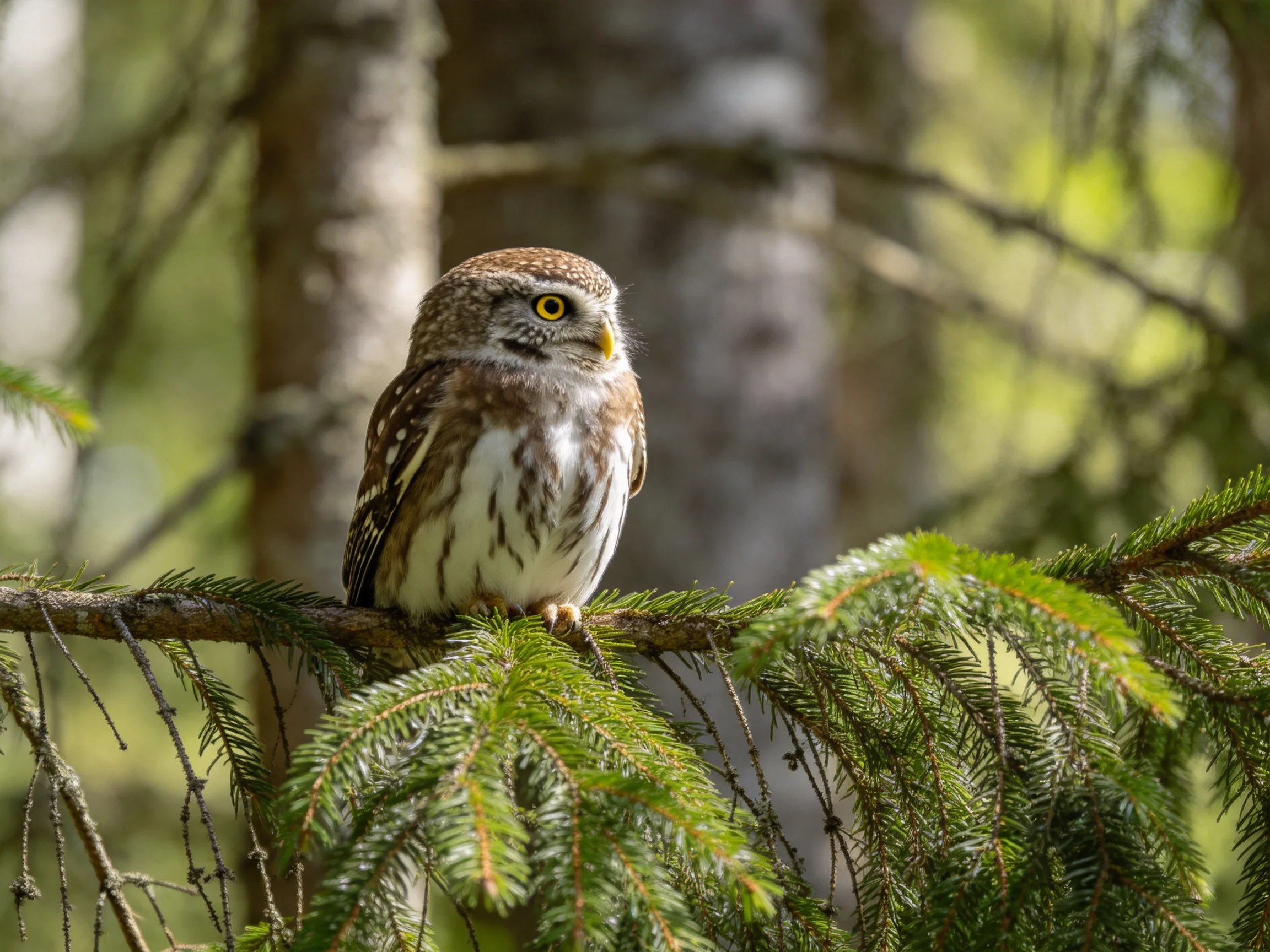 A small brown owl perched on a lush green pine branch