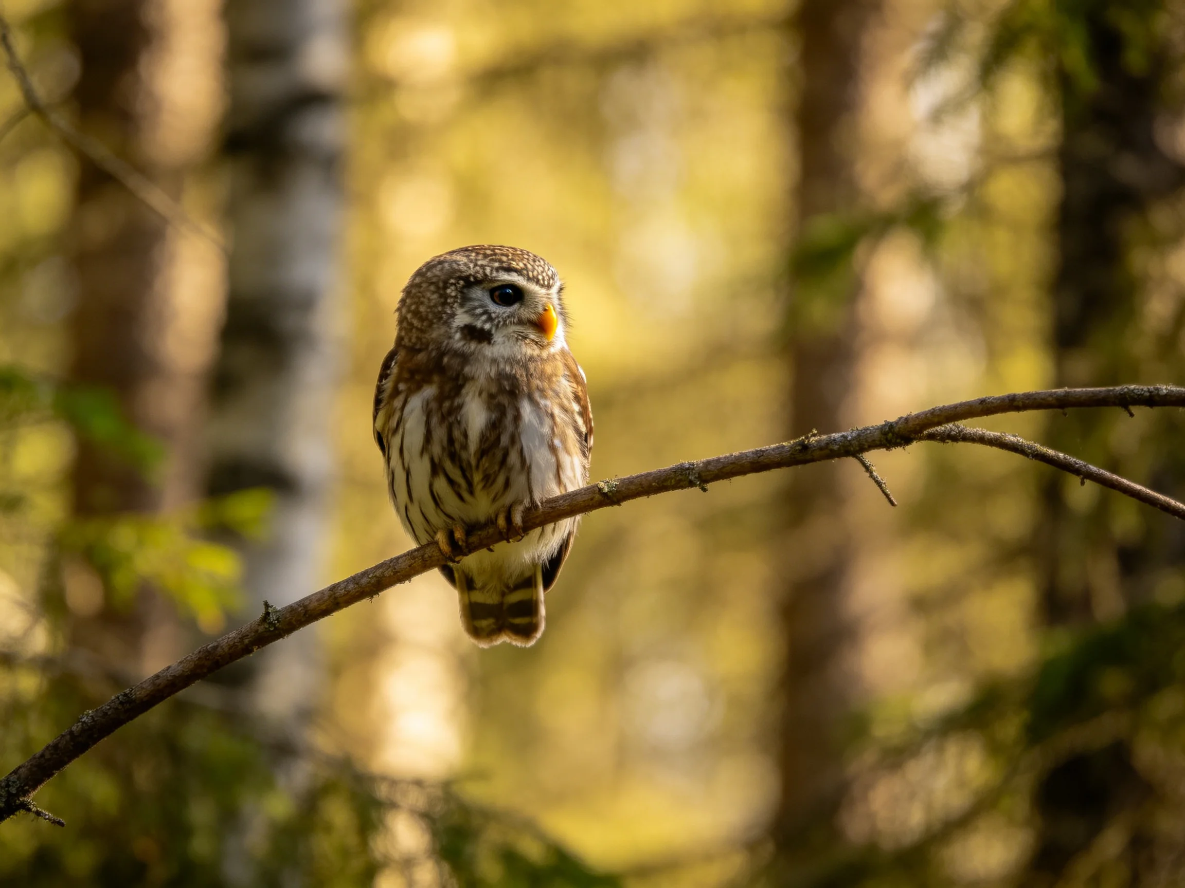 A small brown owl perches on a thin tree branch in a sunlit forest
