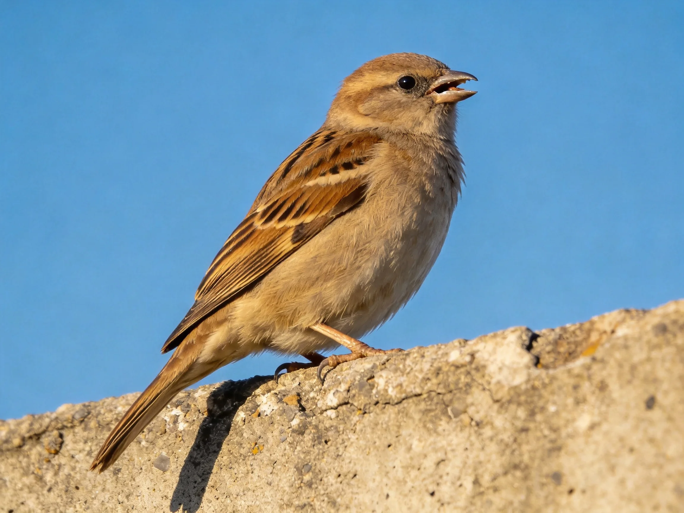 A small brown sparrow perched on a weathered concrete ledge under bright blue sky