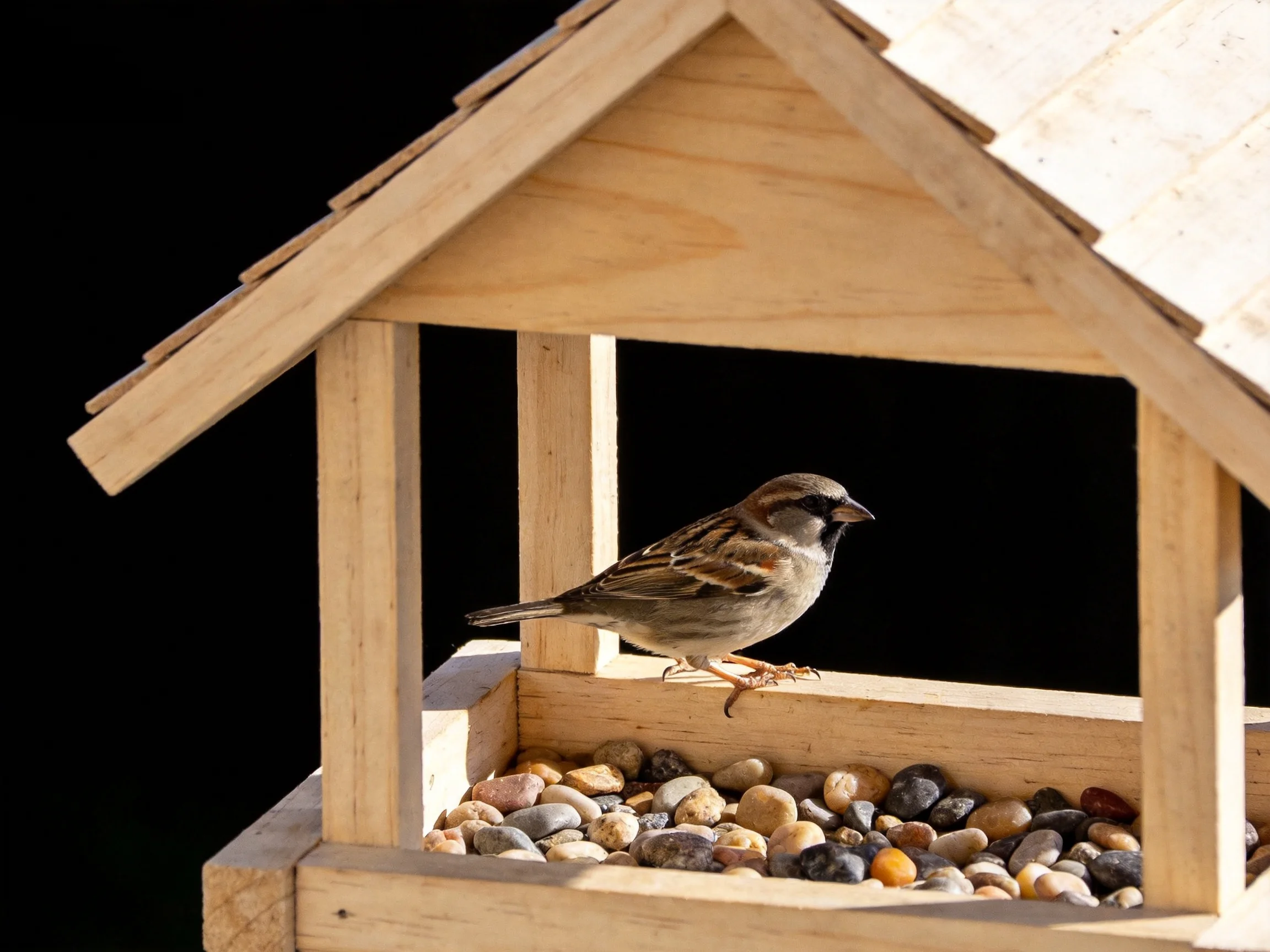 A small brown sparrow perches on a wooden birdhouse with colorful pebbles