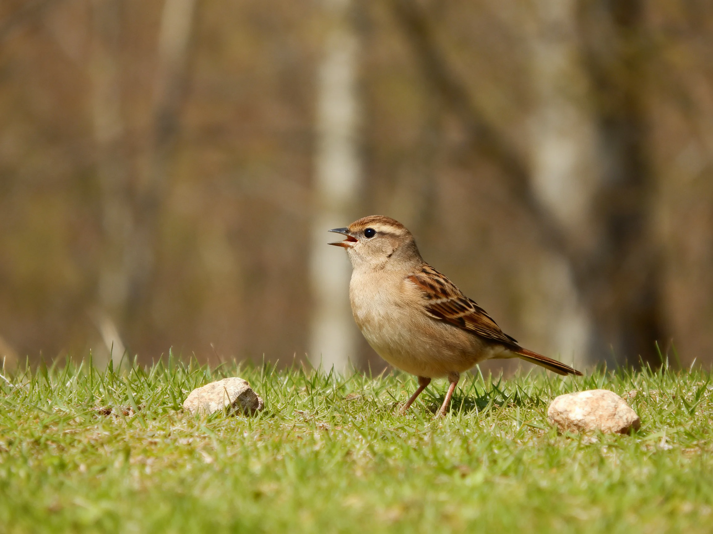 A small brown sparrow standing on green grass with rocks nearby