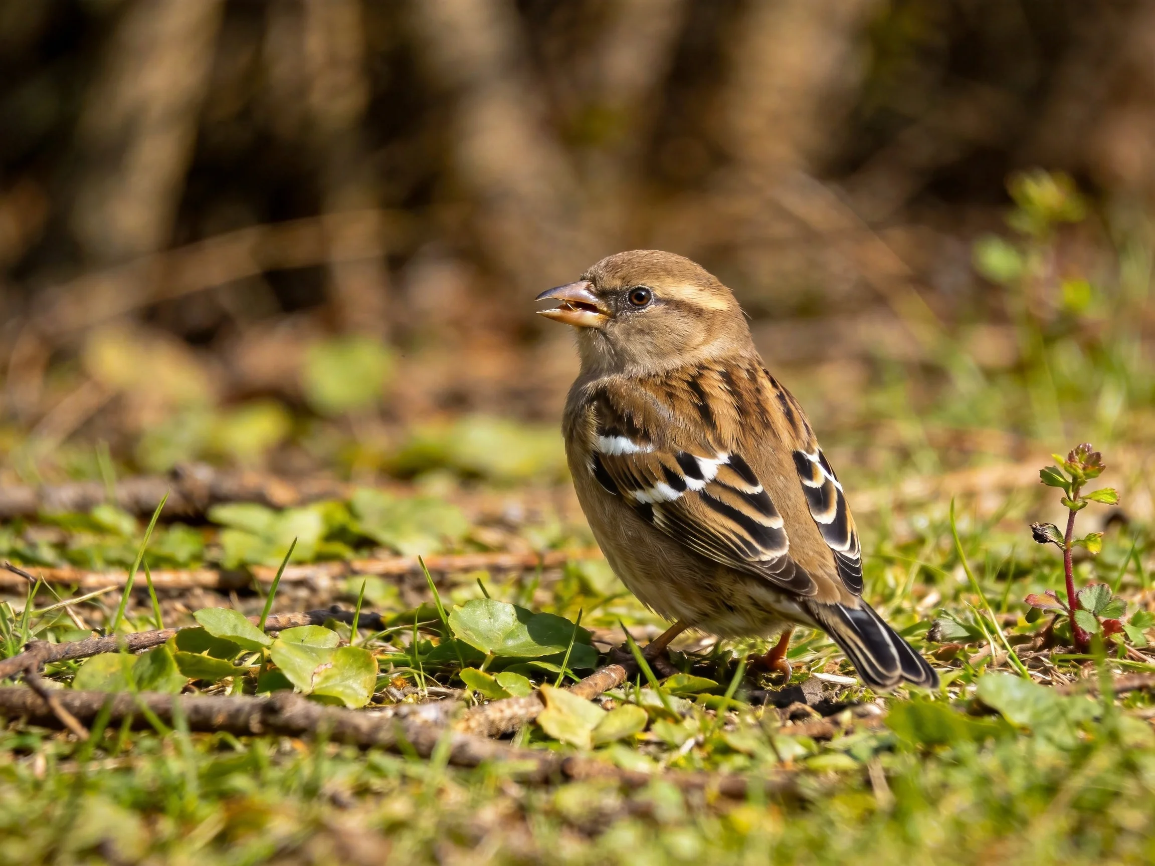 A small brown sparrow with striped wings on grassy terrain