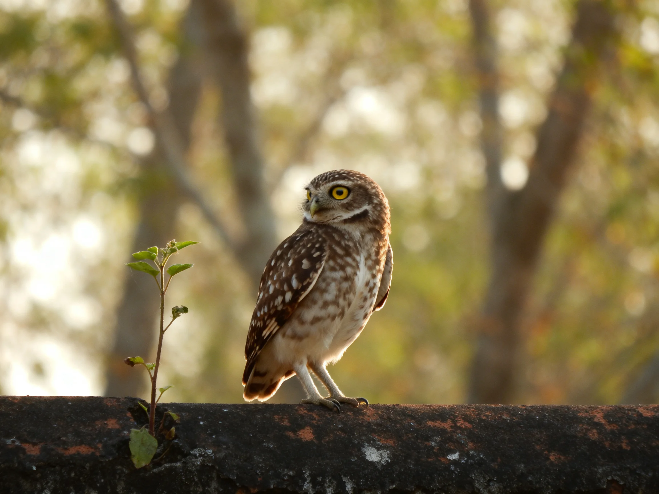 A small brown-speckled owl perched on a weathered wooden beam