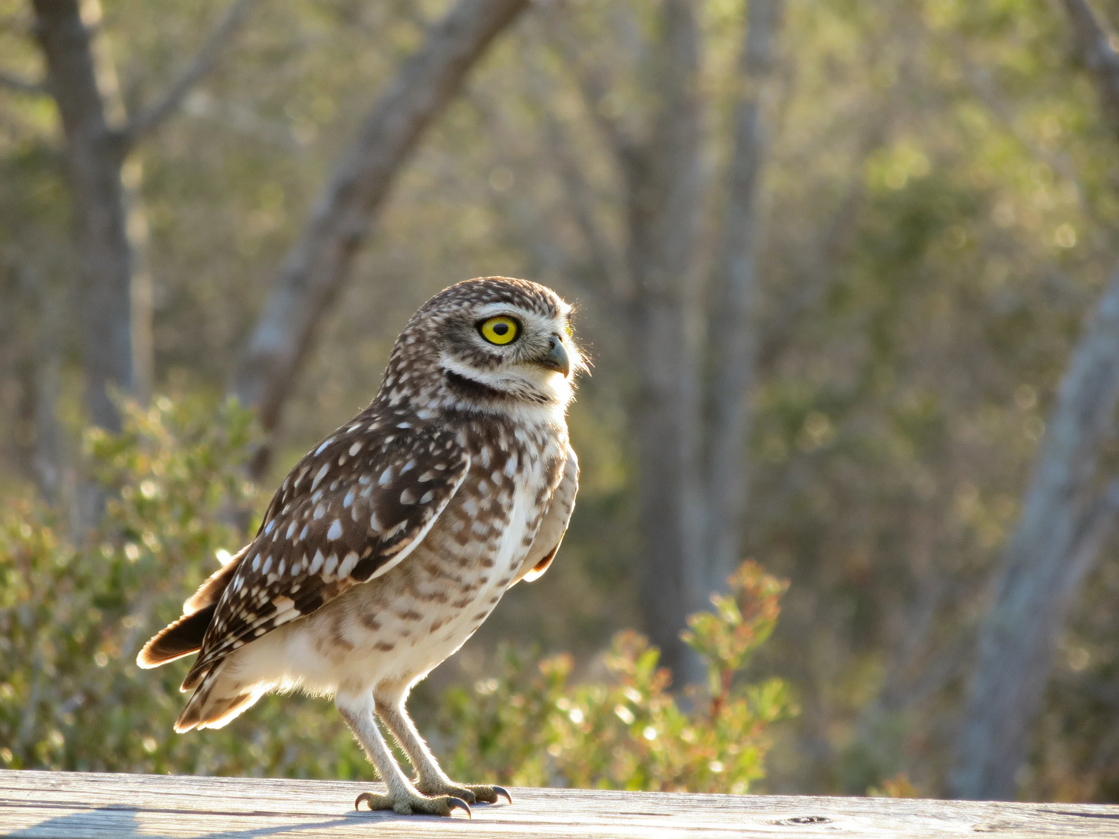 A small brown-speckled owl perches on a wooden ledge