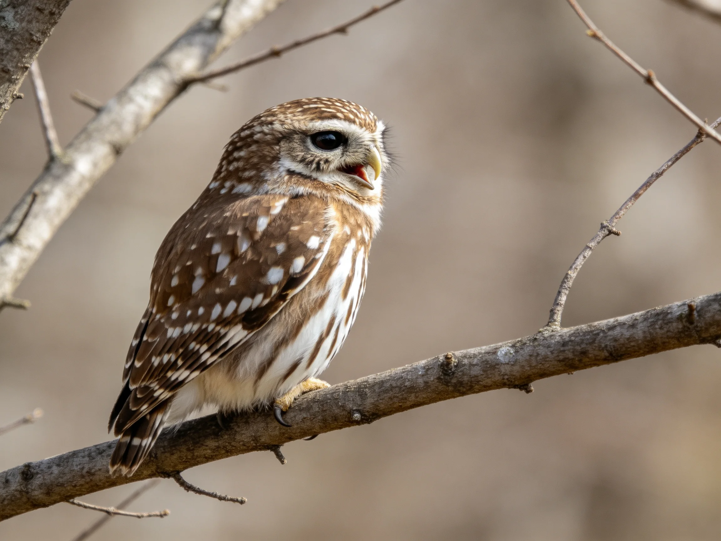 A small brown-spotted owl perched on a bare tree branch