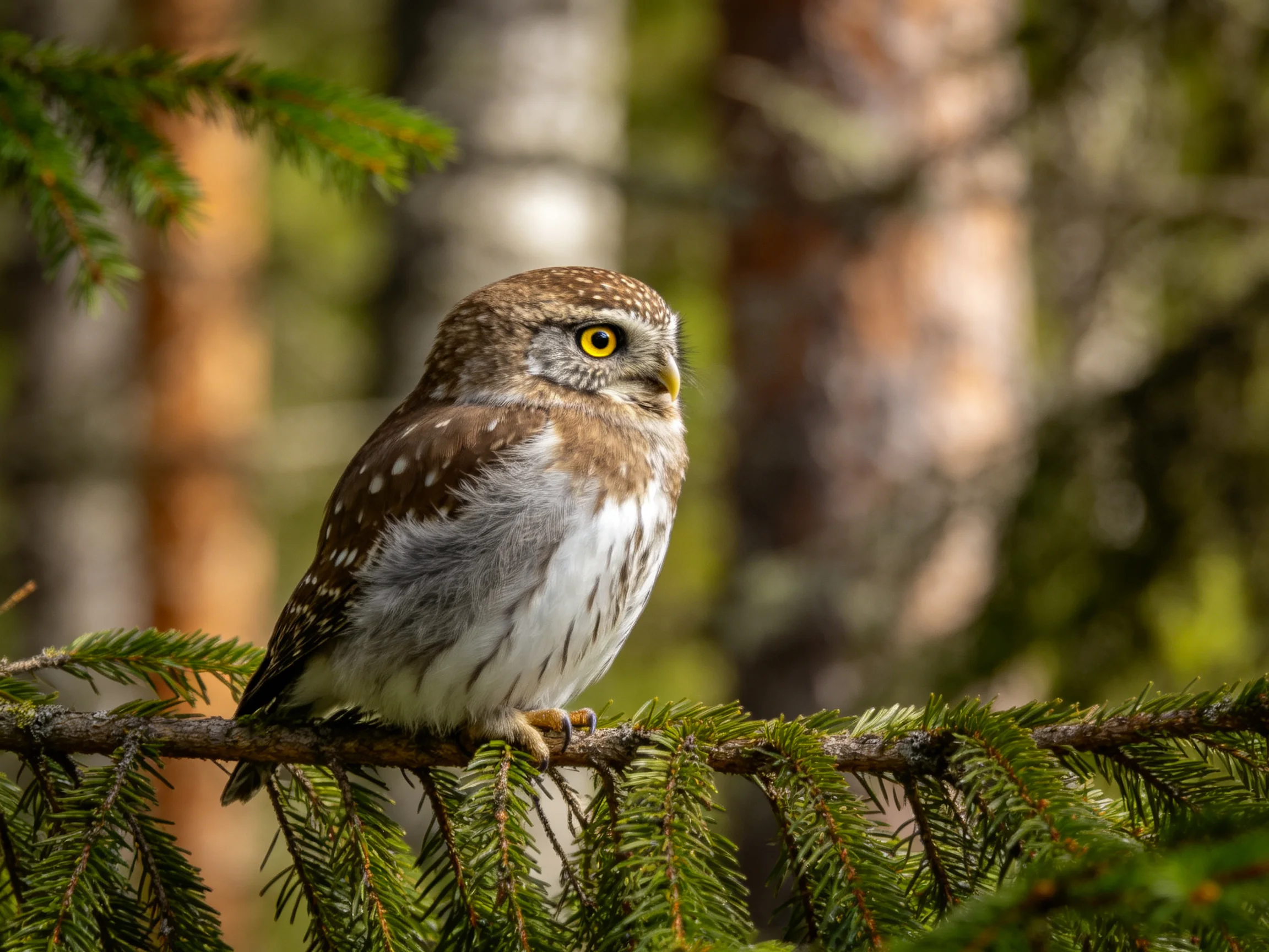 A small brown-spotted owl perched on a green pine branch