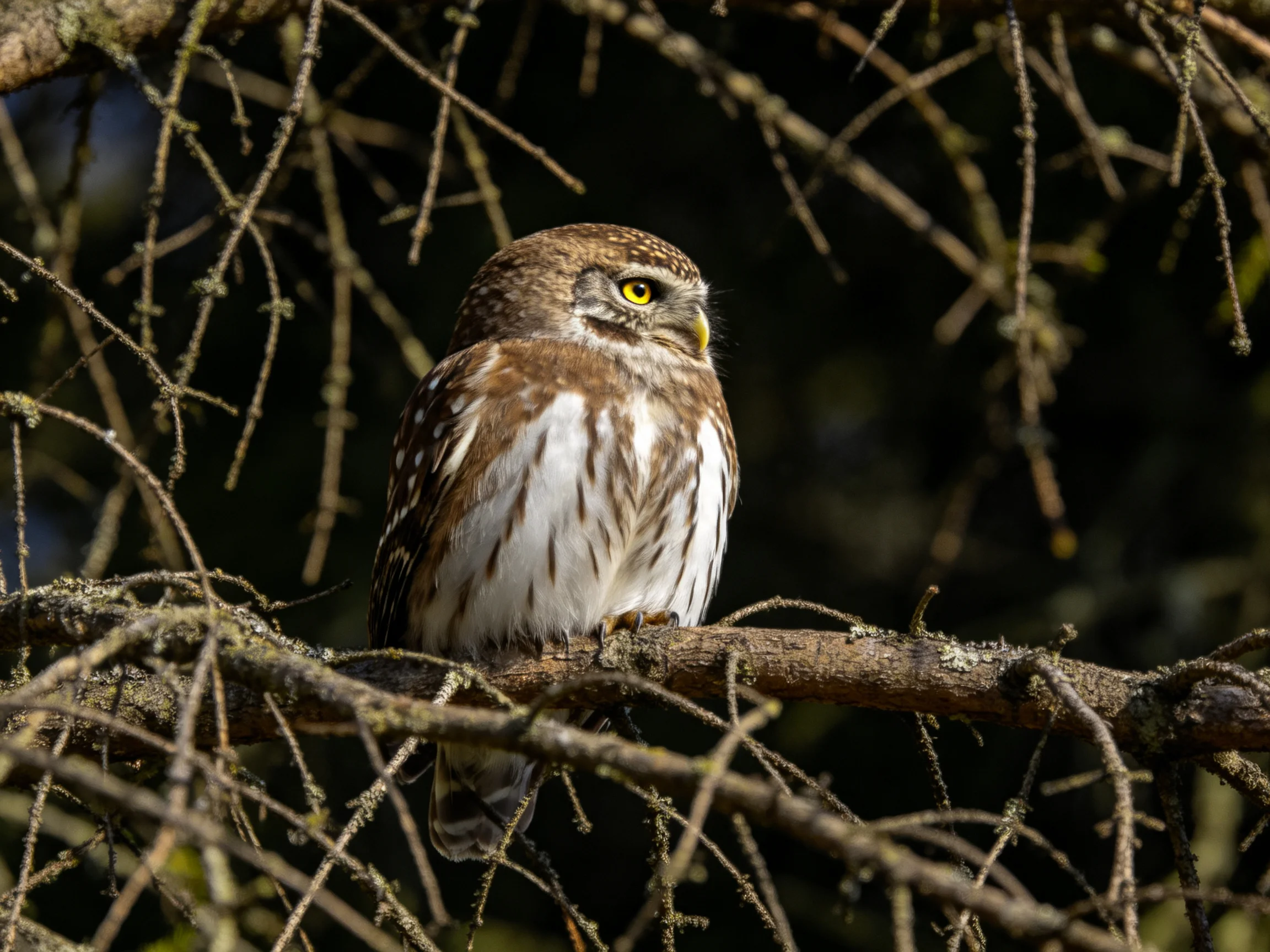 A small brown-spotted owl perched on a mossy tree branch