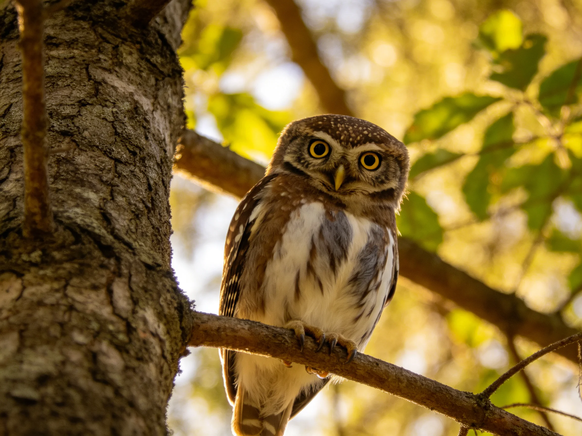 A small brown-spotted owl perched on a tree branch