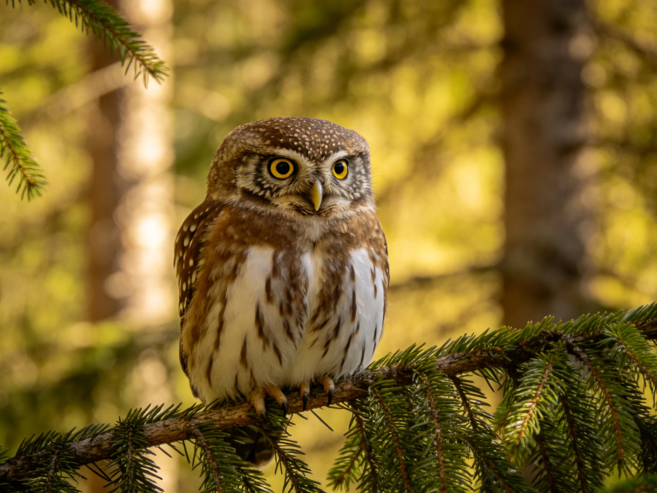 A small brown-spotted owl perched on green pine branch