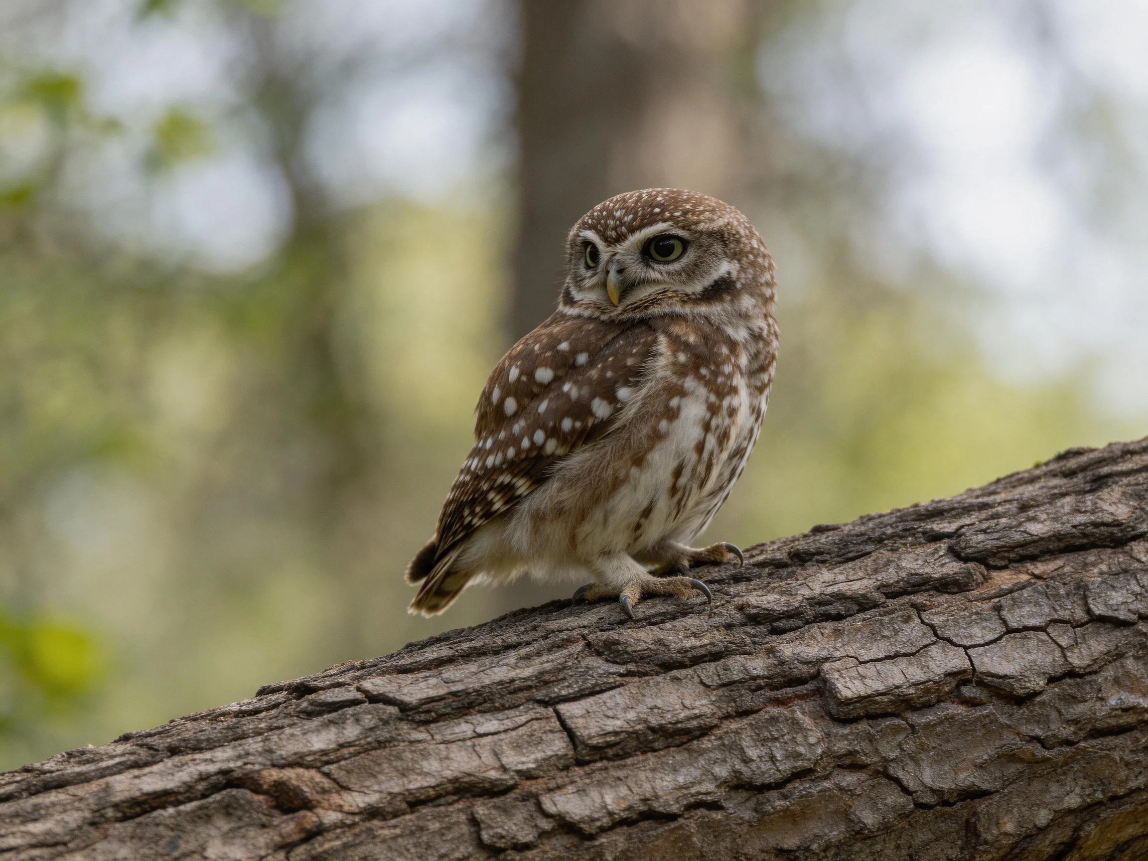 A small brown-spotted owl perches on a textured tree trunk
