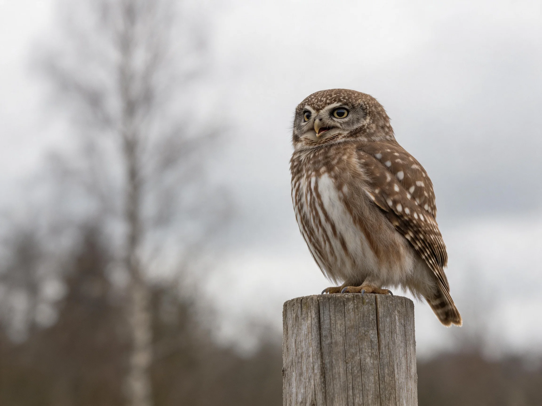 A small brown-spotted owl perches on a weathered wooden post