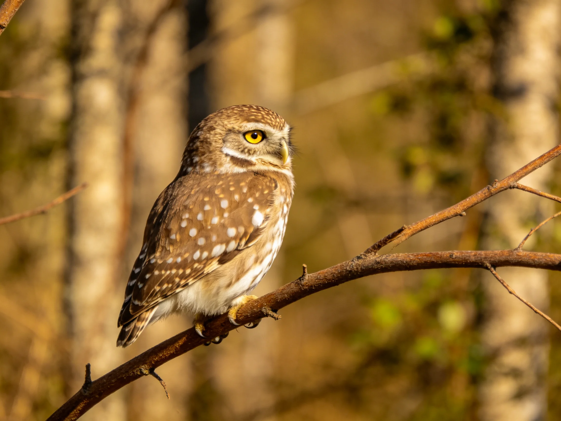 A small brown-spotted owl with yellow eyes perched on a branch