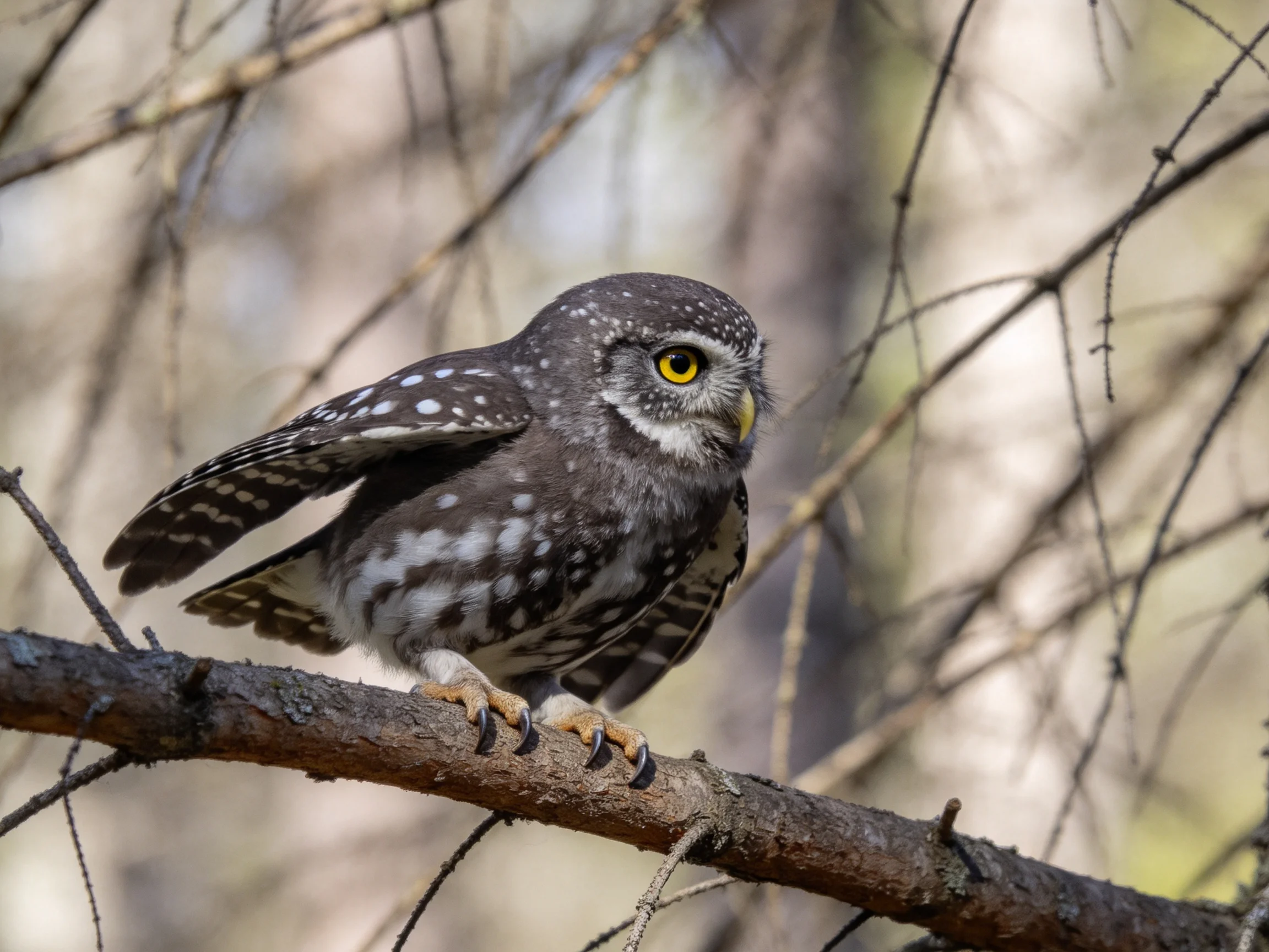 A small brown-spotted owl with yellow eyes perched on a tree branch