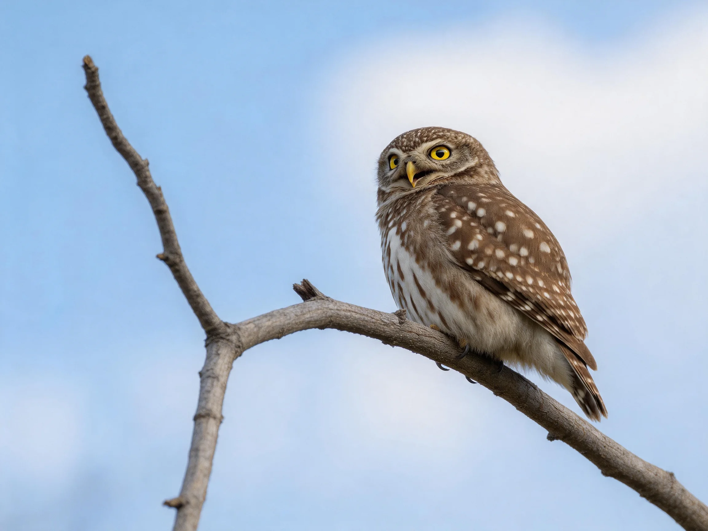 A small brown-spotted owl with yellow eyes perches on a bare tree branch