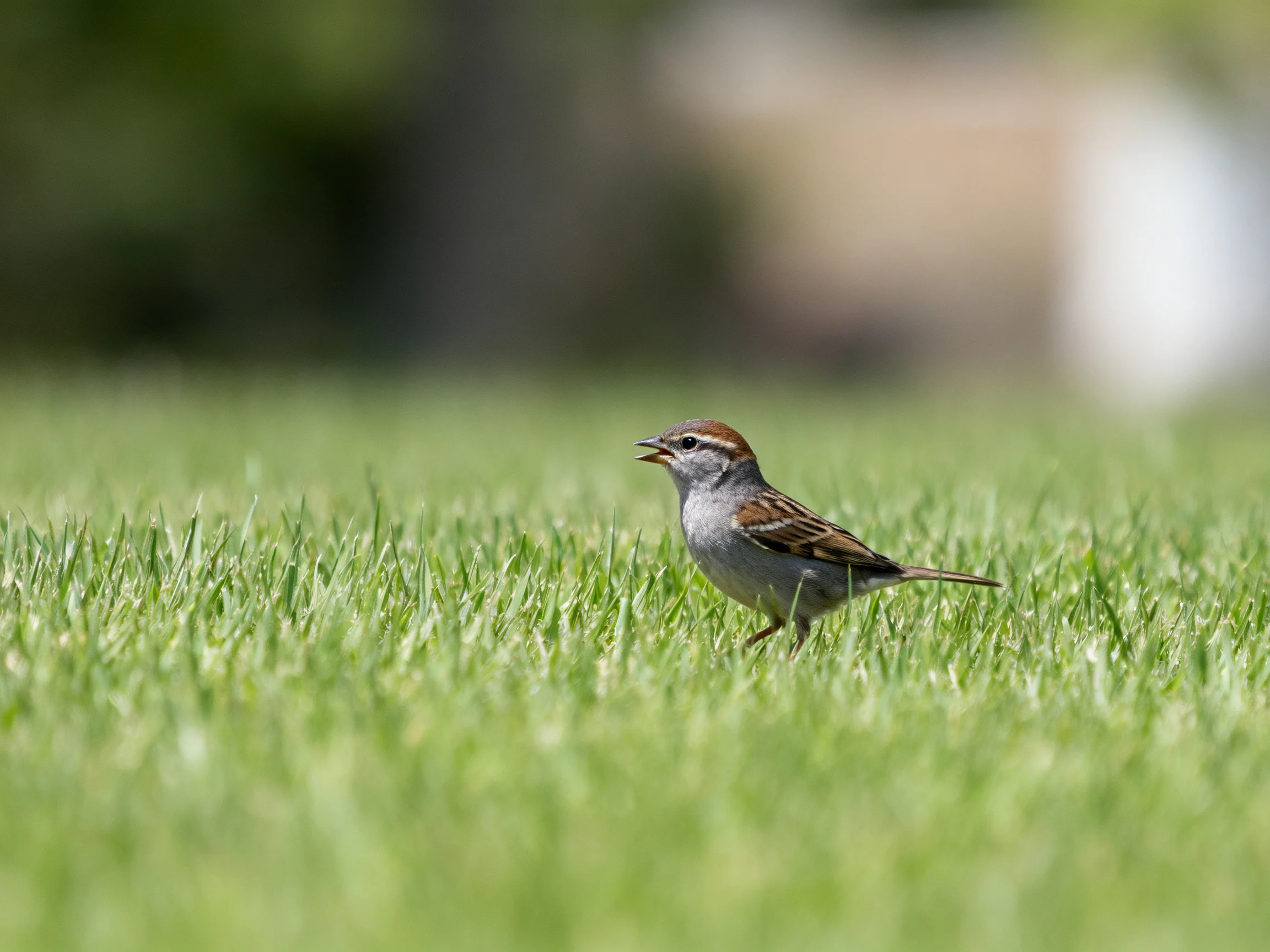 A small brown-spotted sparrow on vibrant green grass with blurred backdrop