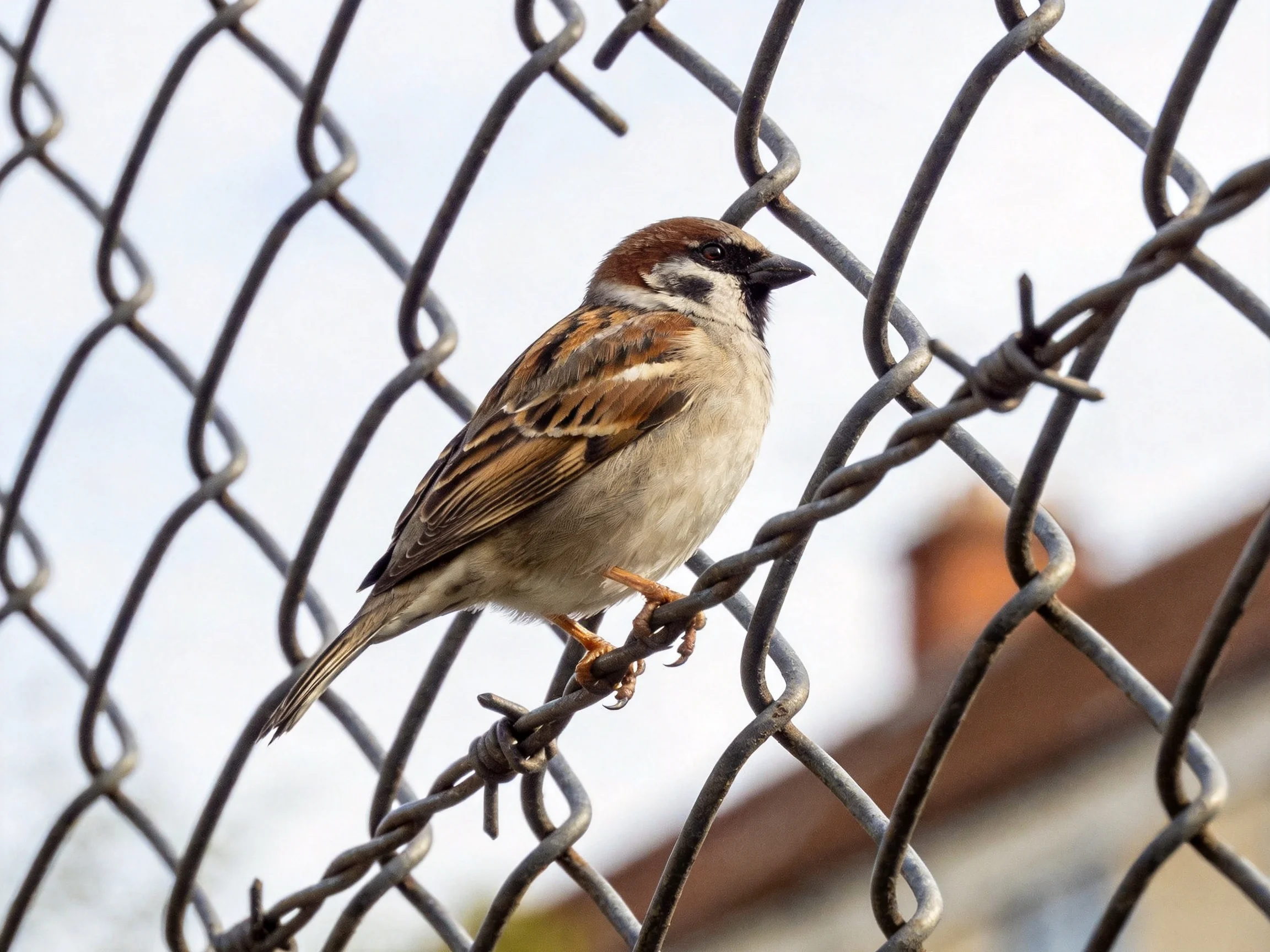 A small brown-spotted sparrow perches on a chain-link fence with barbed wire