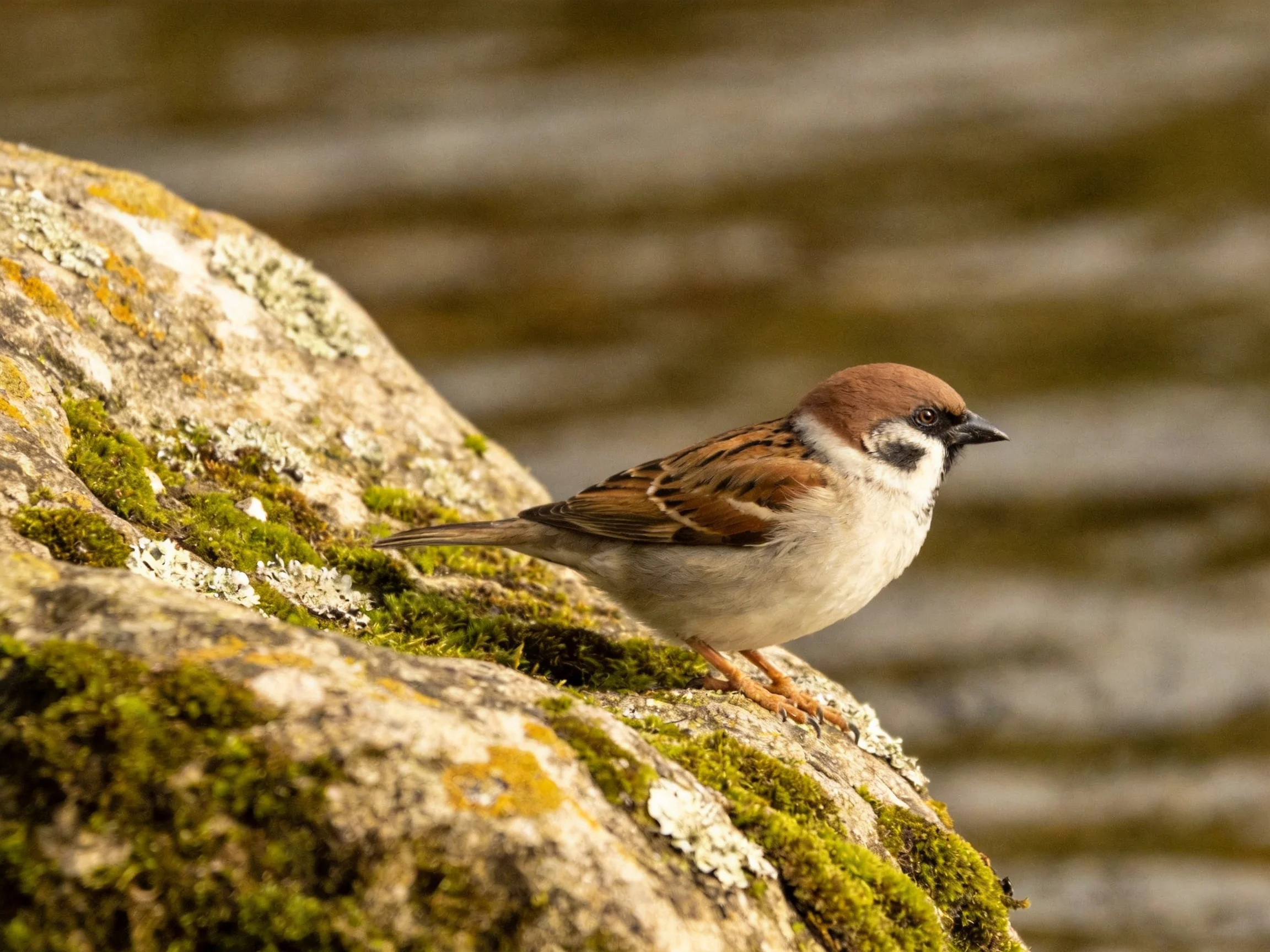 A small brown-spotted sparrow perches on a moss-covered rock near calm waters.
