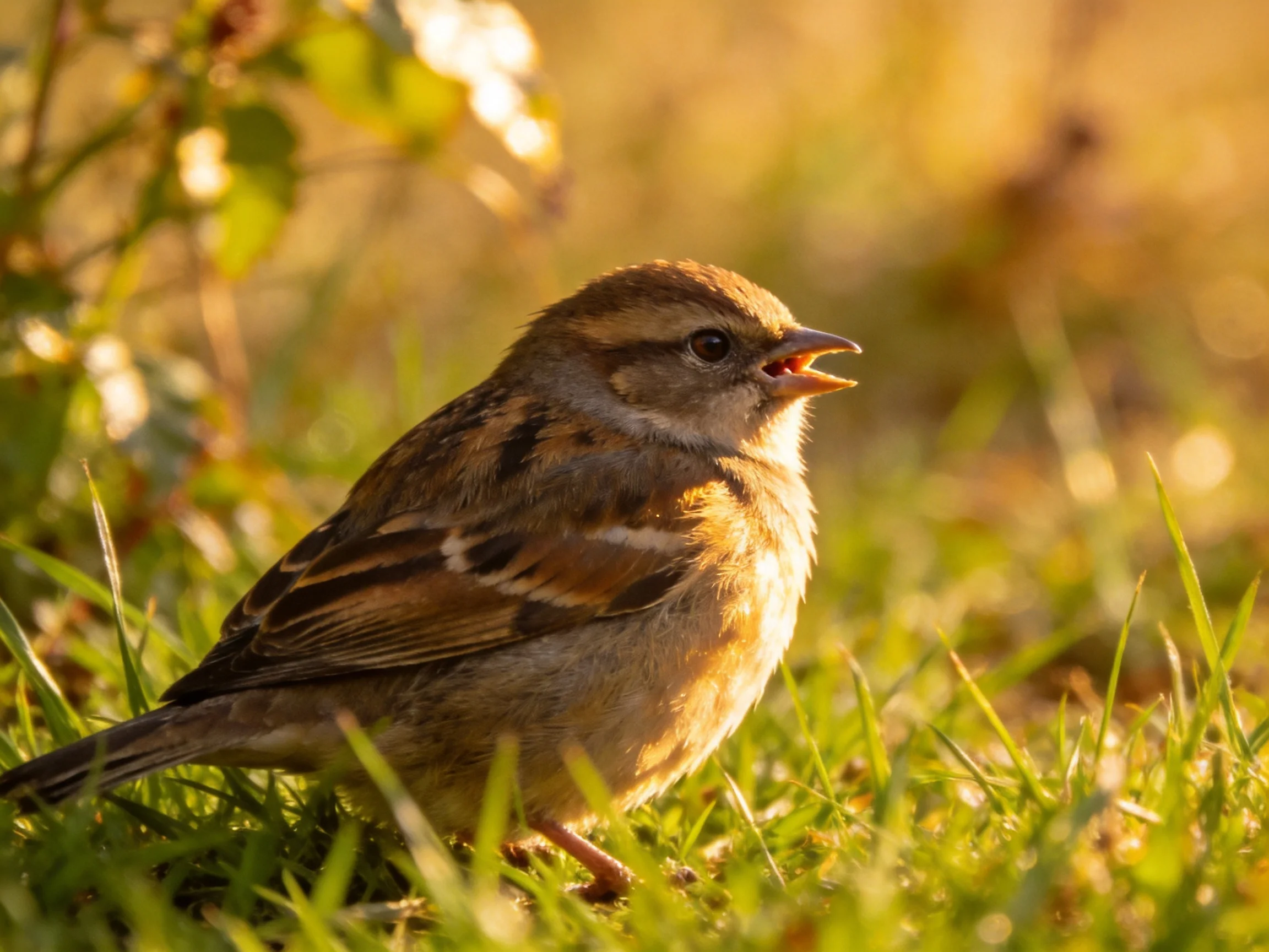A small brown-striped sparrow perched on lush green grass