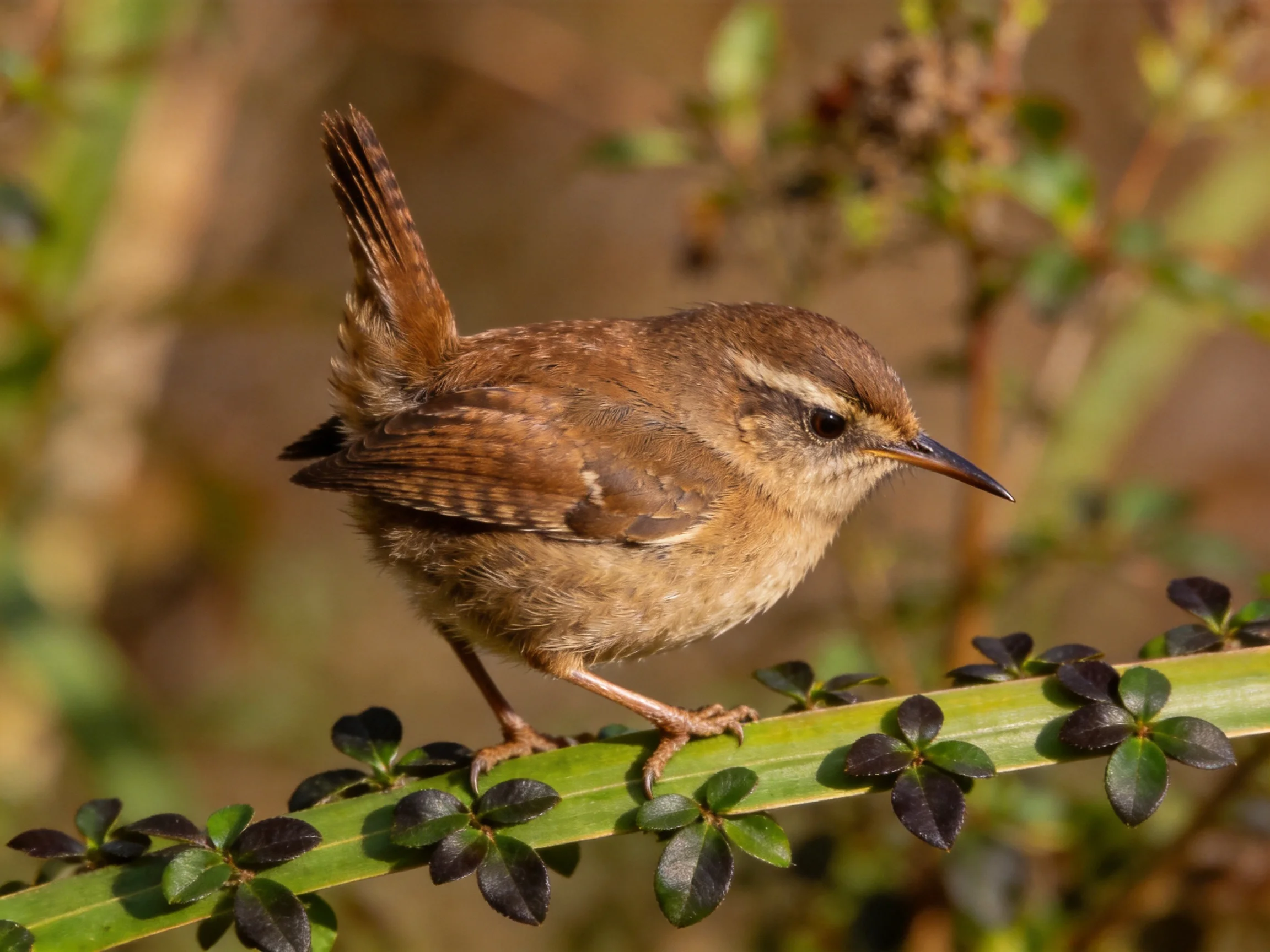 A small brown wren perched on a leafy green branch