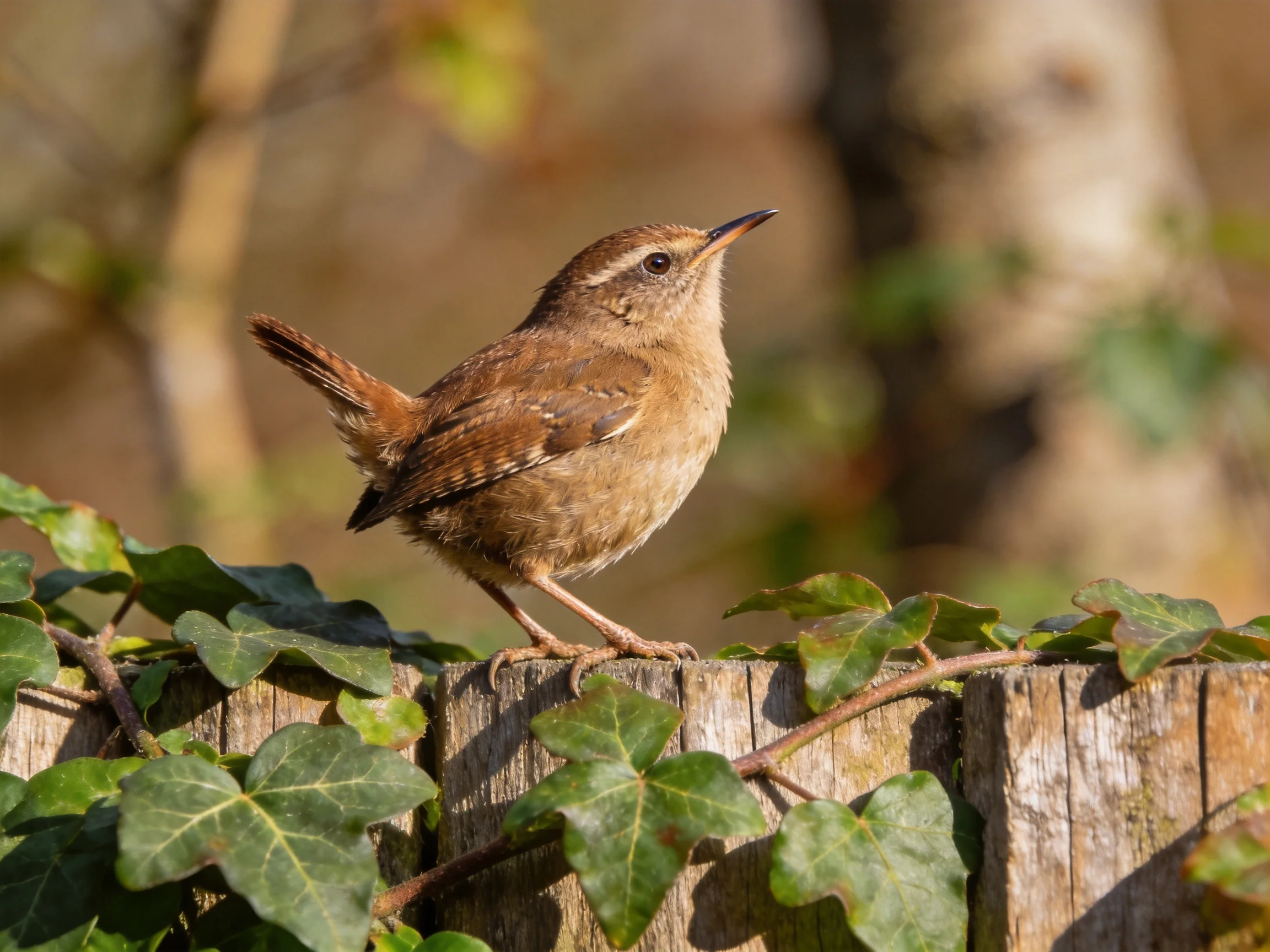 A small brown wren perched on an ivy-covered wooden fence