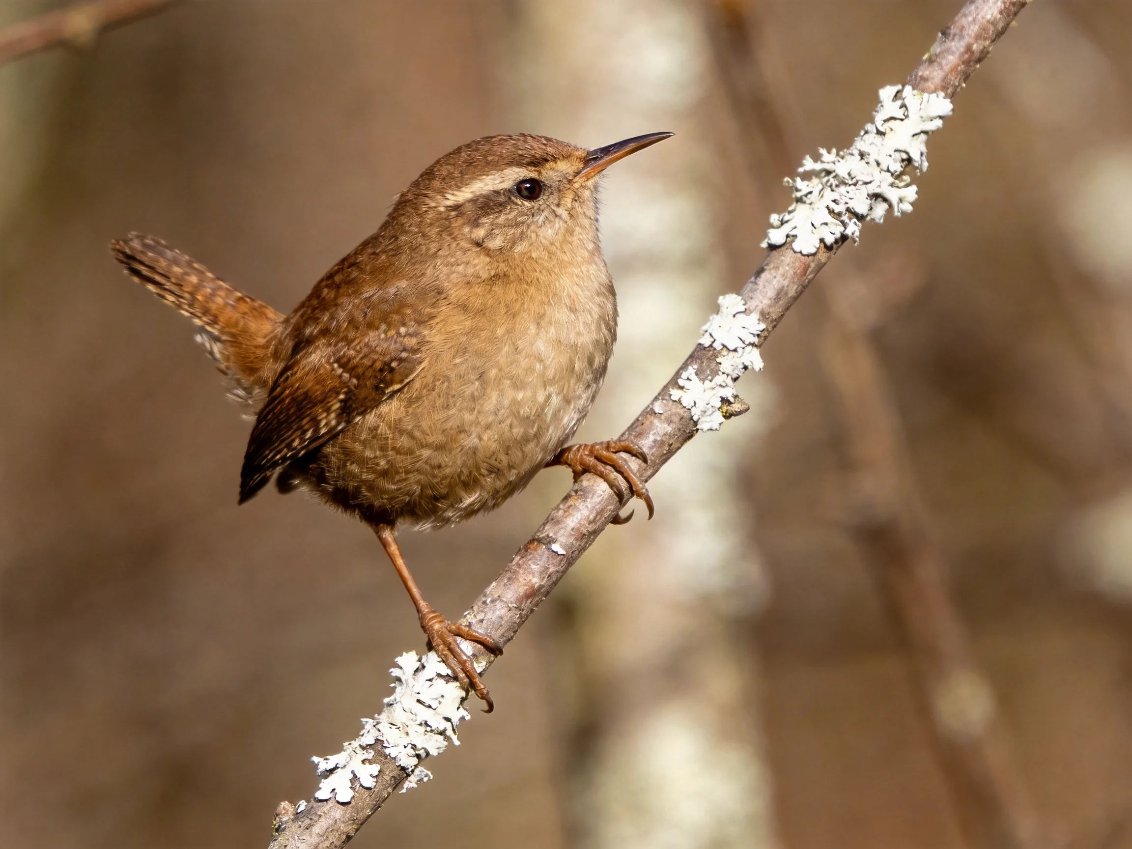 A small brown wren perches on a lichen-coated branch