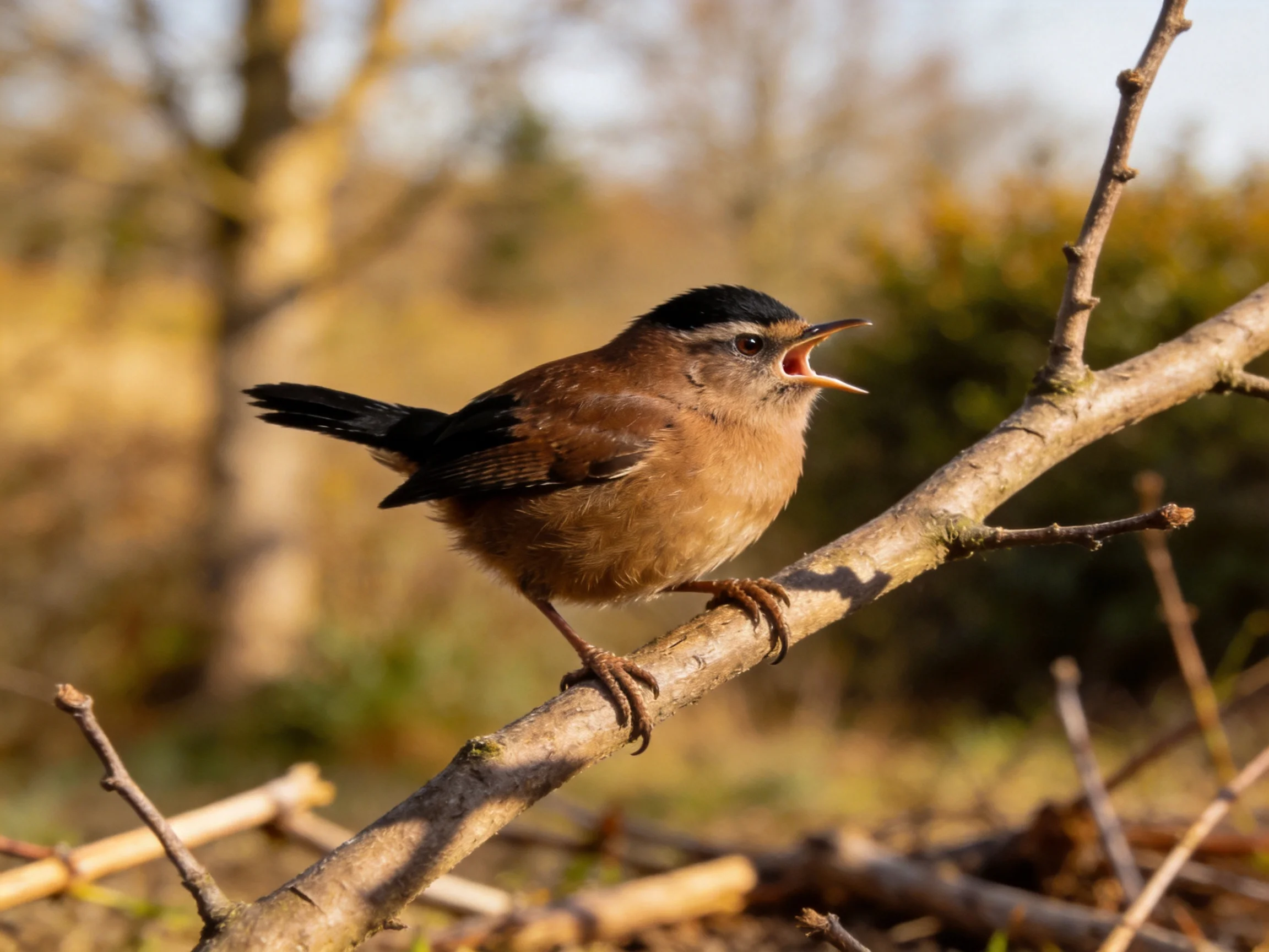 A small brown wren sings from a bare tree branch