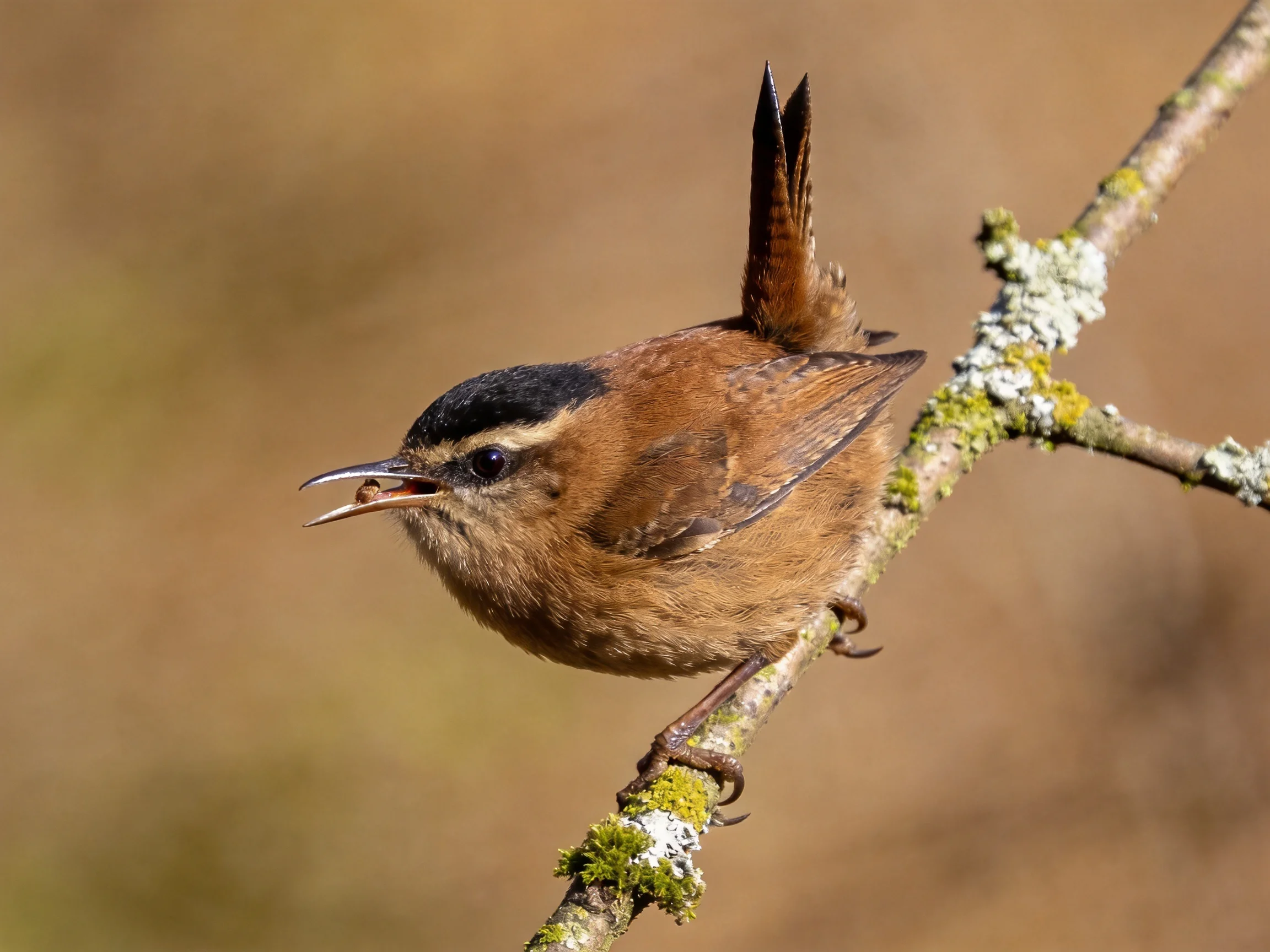 A small brown wren with black cap perches on a lichen-covered branch