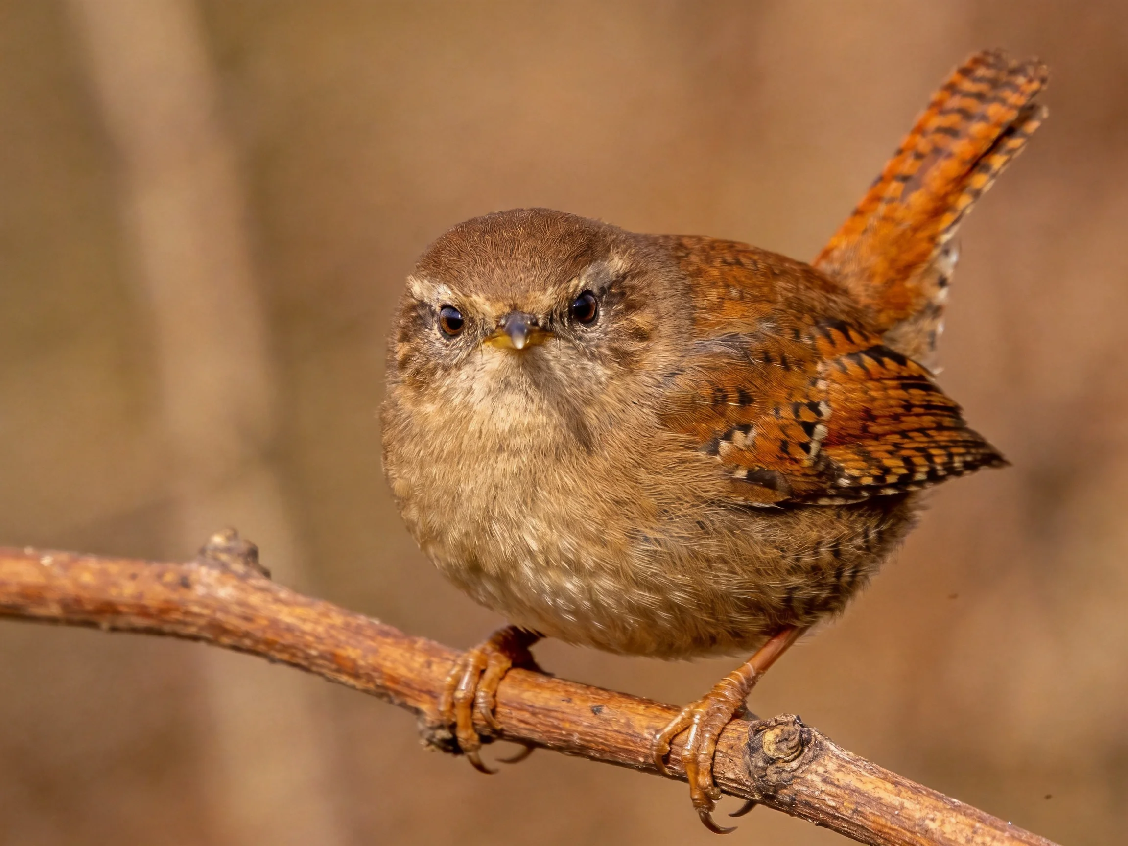 A small brown wren with orange-tinted feathers perched on a branch