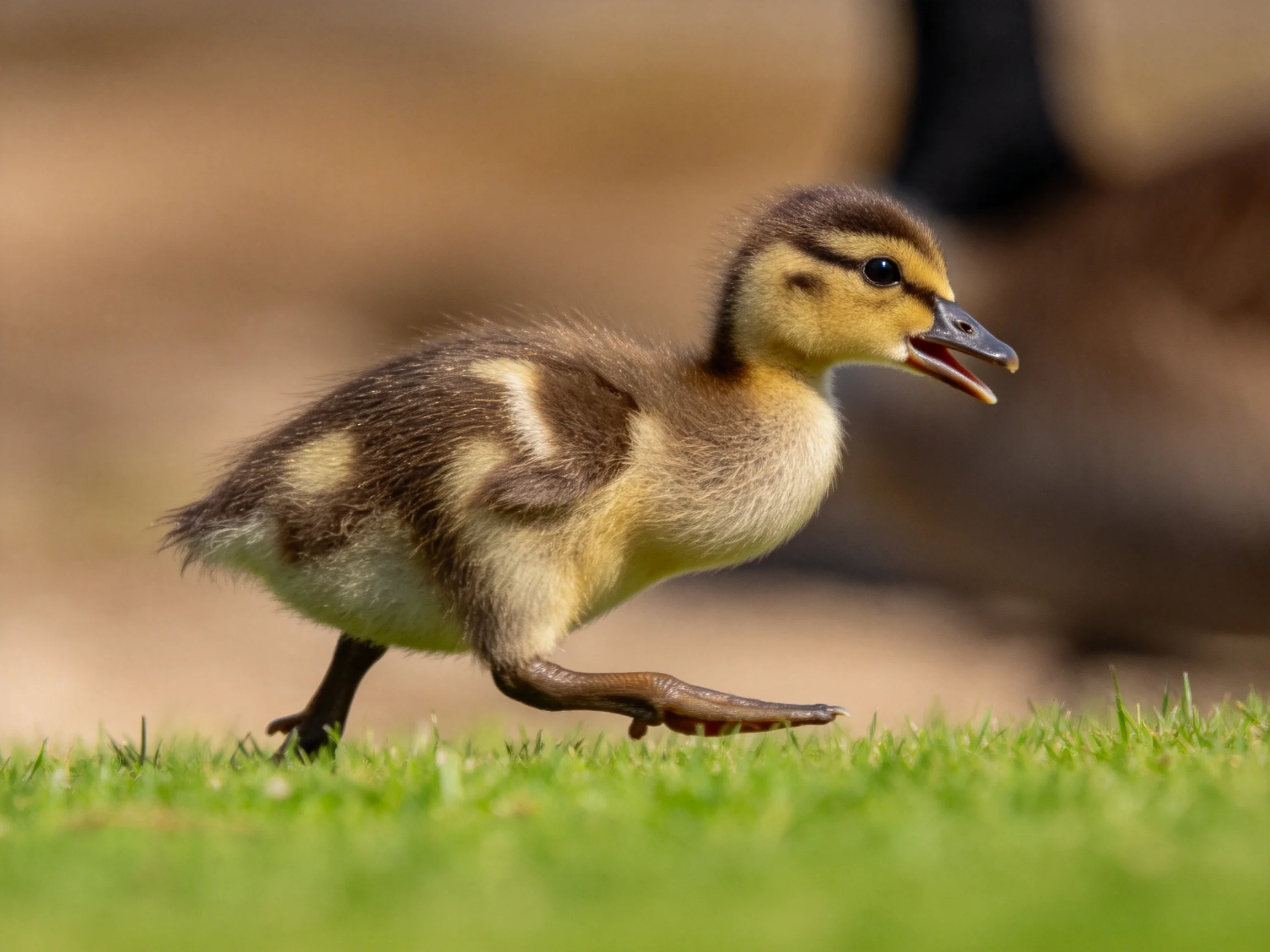A small duckling with brown and tan plumage runs on green grass