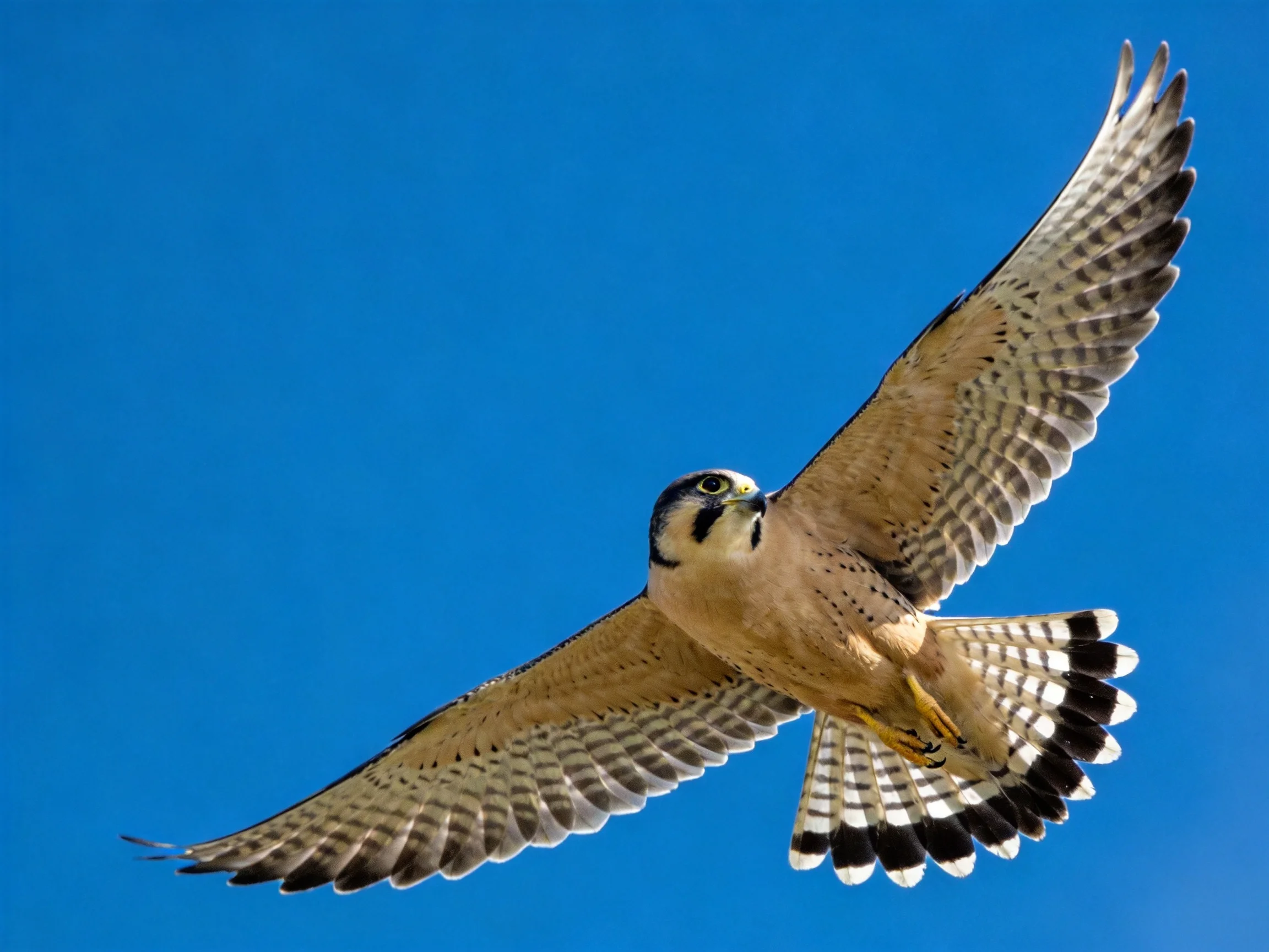 A small falcon spreads wings mid-flight against bright blue sky