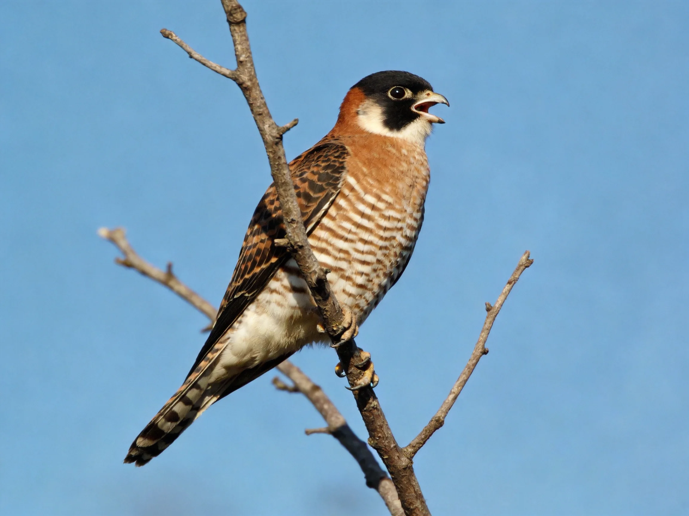 A small falcon with black head, brown chest, perched on a bare branch