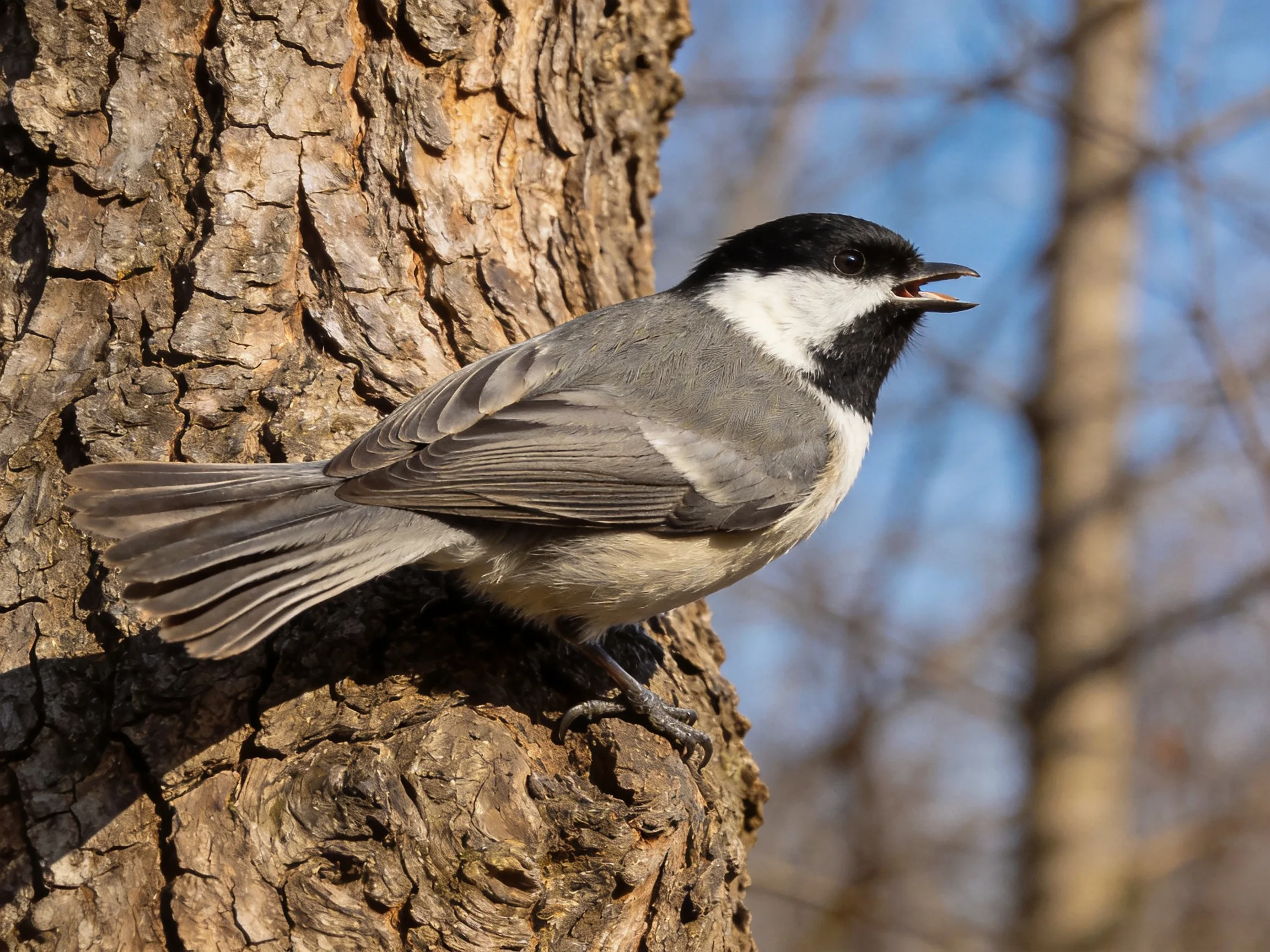 A small gray and black bird perched on a textured tree trunk
