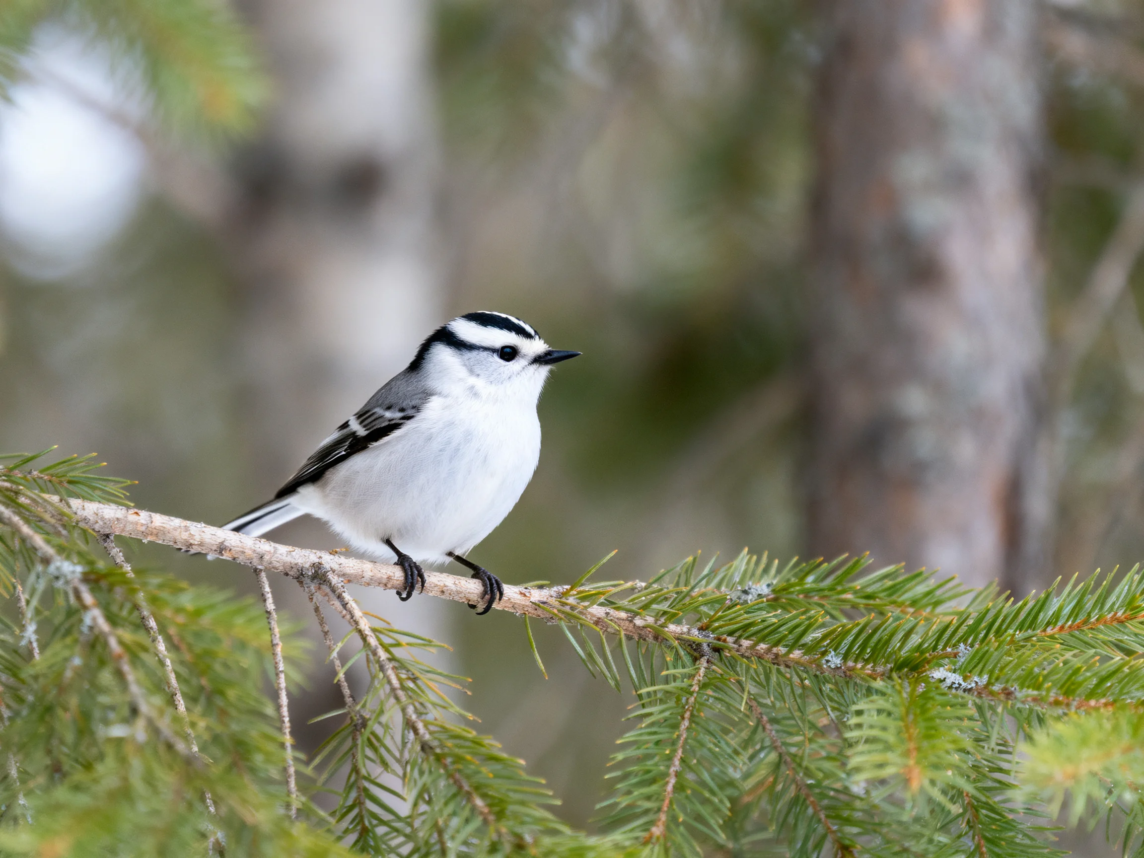 A small gray and white bird perched on a green pine branch