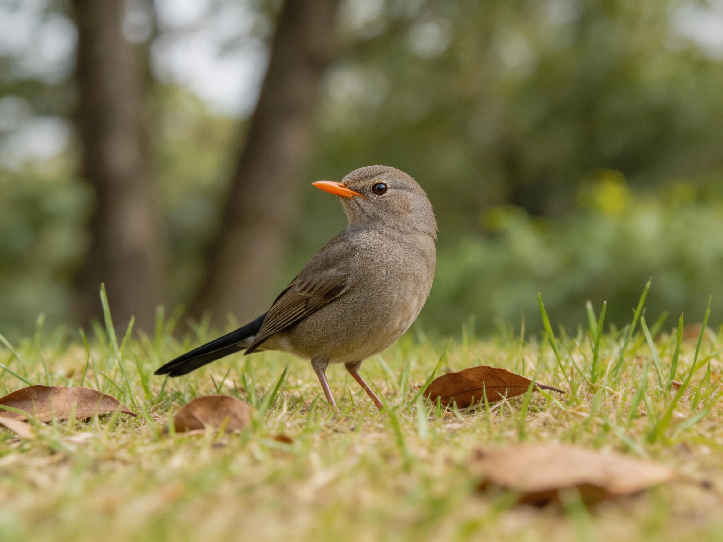 A small gray bird with an orange beak stands on grass near fallen leaves