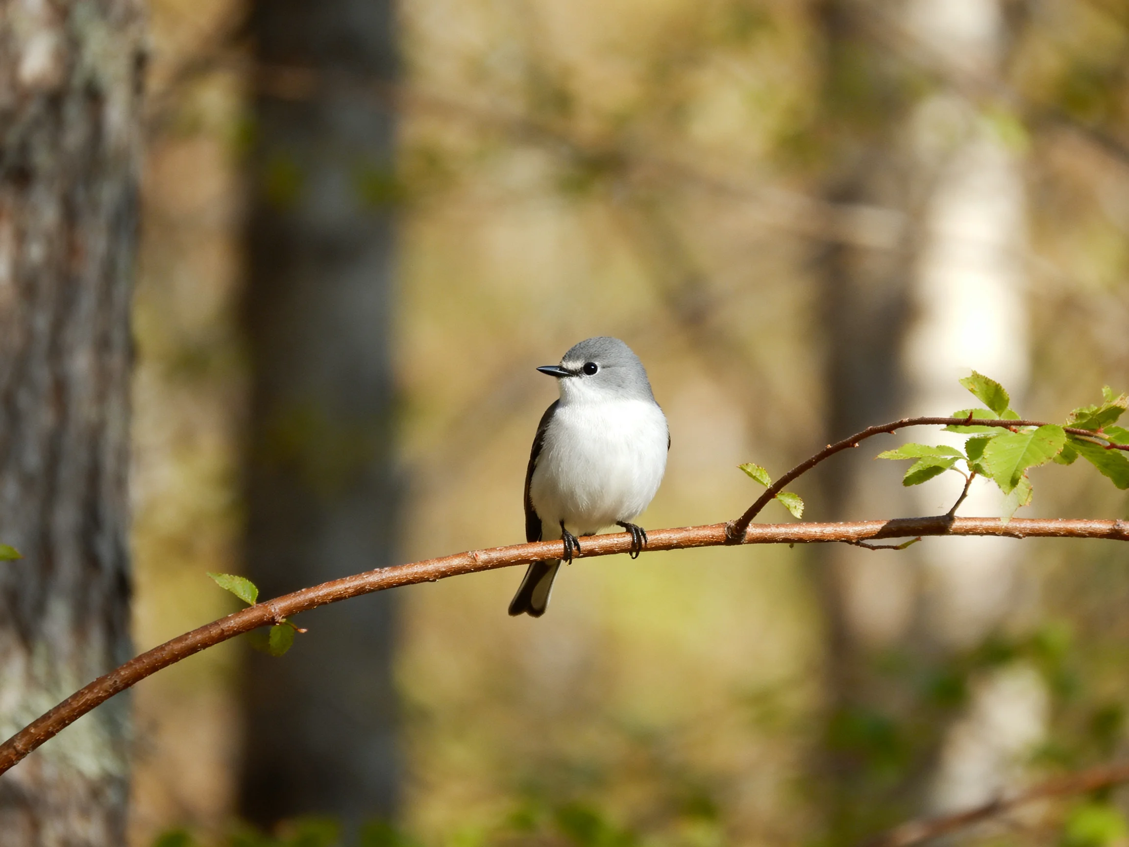 A small gray-headed bird rests on a branch in a sunlit forest.