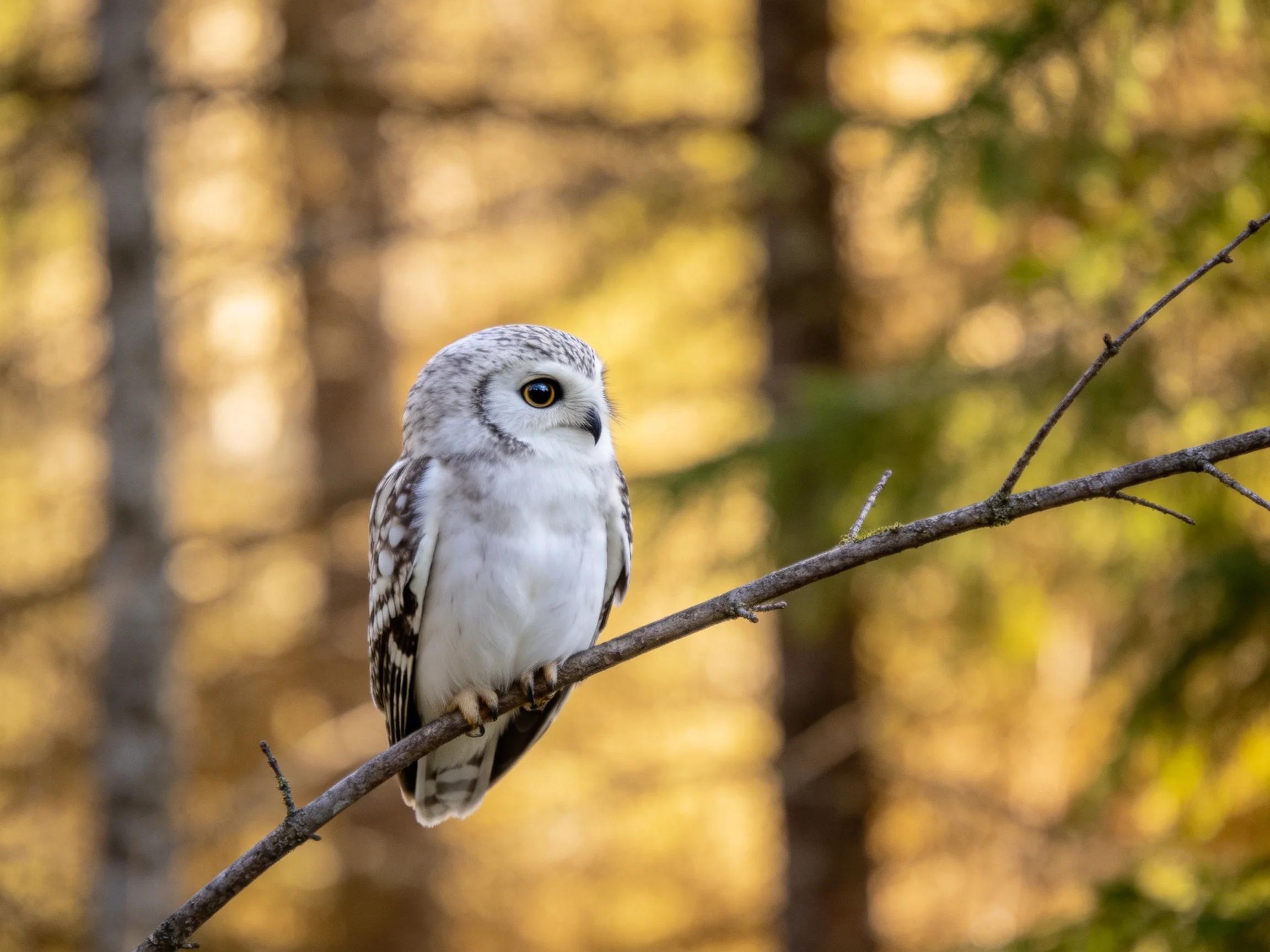 A small gray owl perches on a thin branch amid golden forest light
