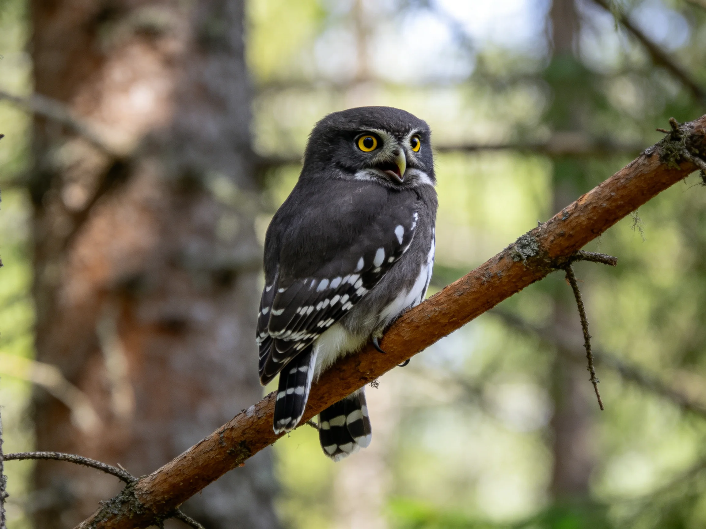A small gray owl with white markings perched on a brown tree branch