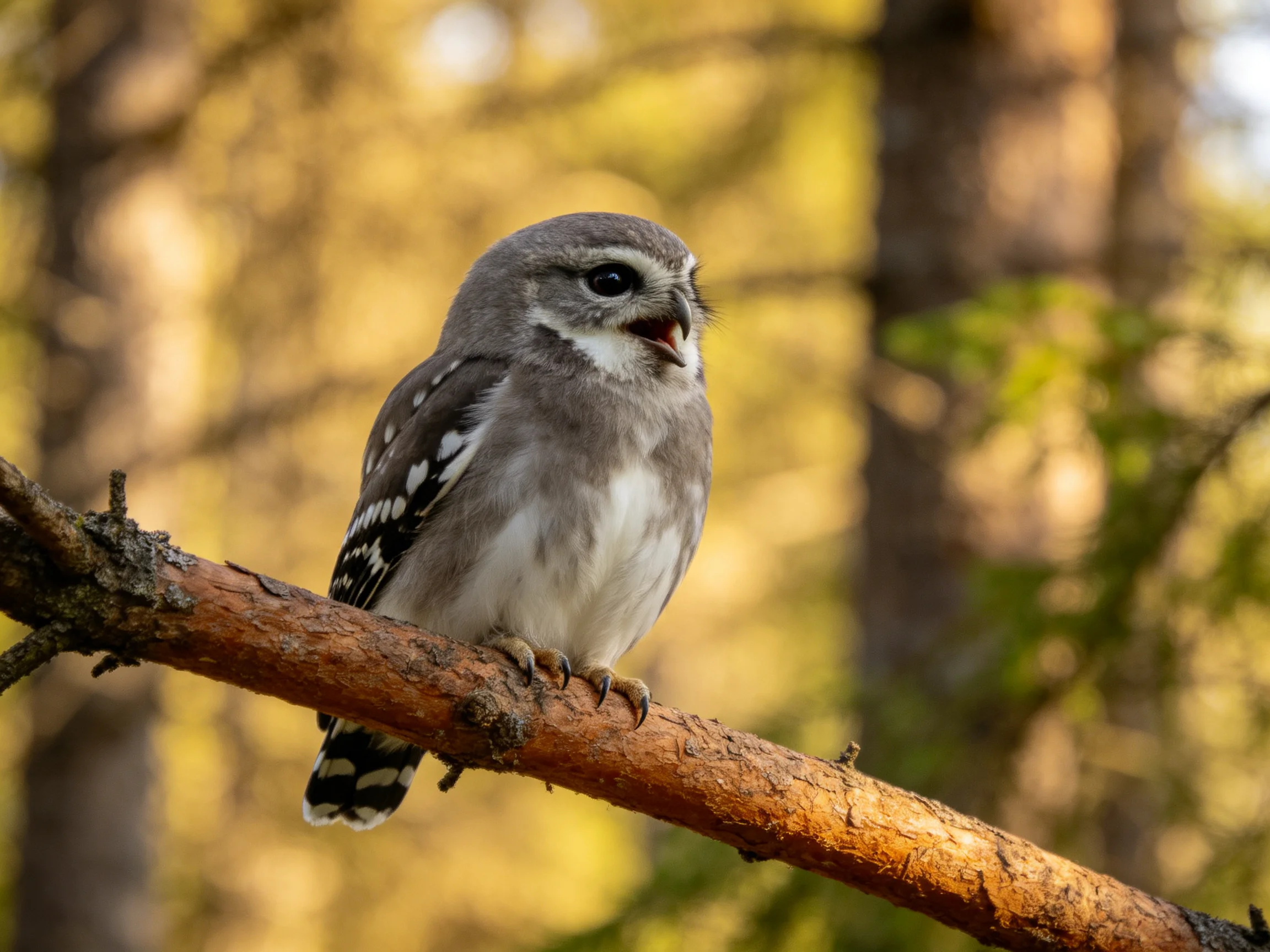 A small gray owl with white underparts perches on a brown tree branch