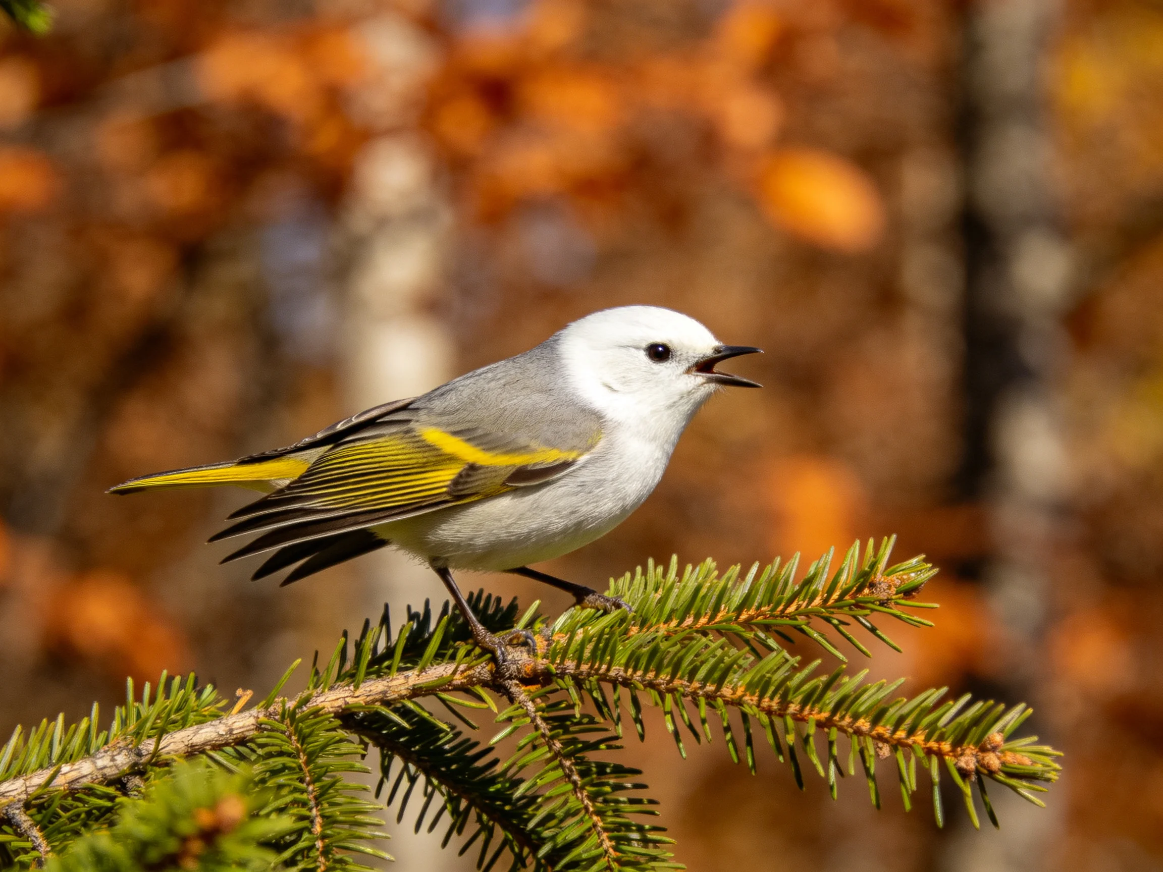 A small gray - white bird with yellow wing patches perches on a pine branch