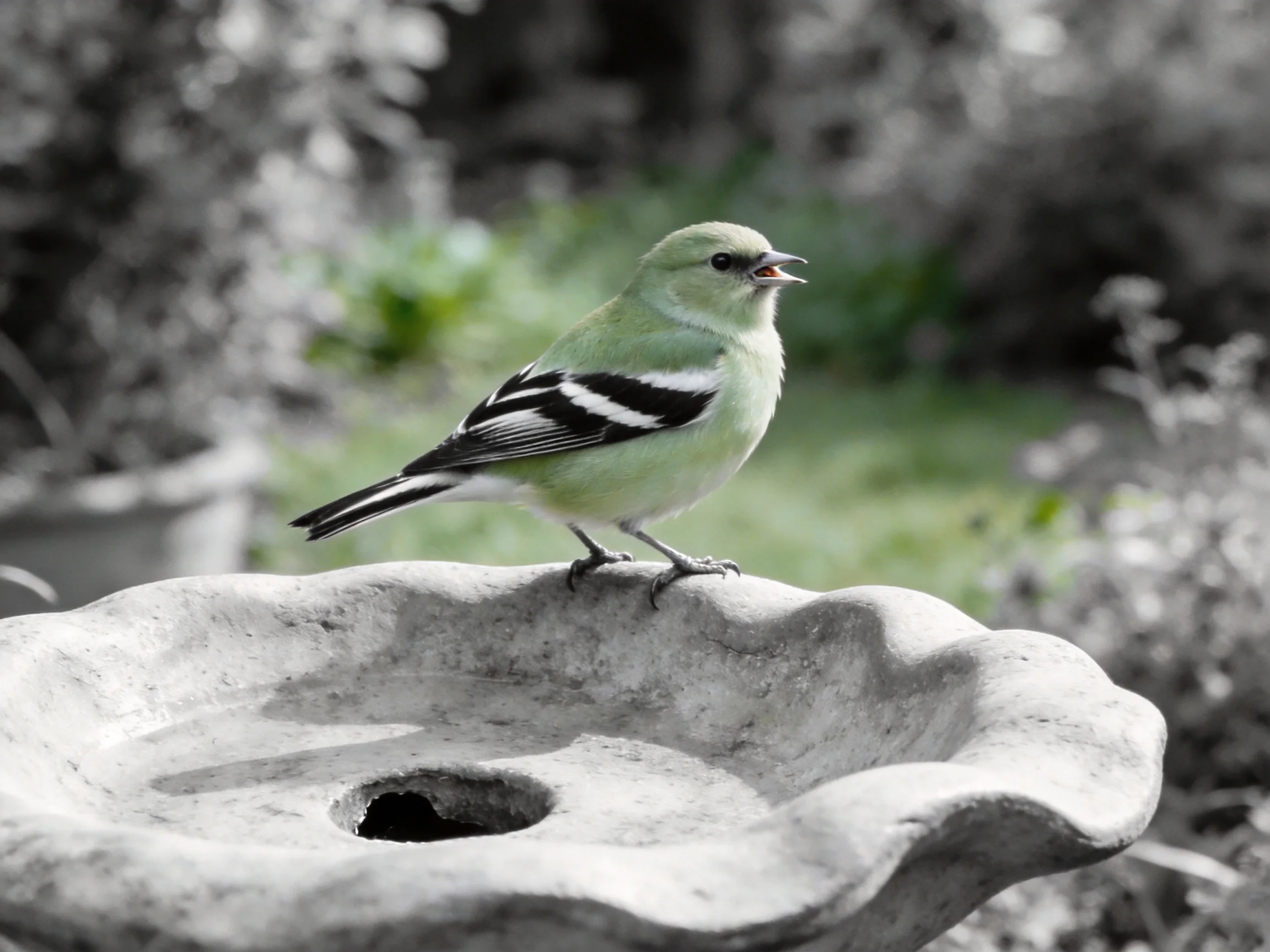 A small green bird with black-striped wings perches on a stone birdbath