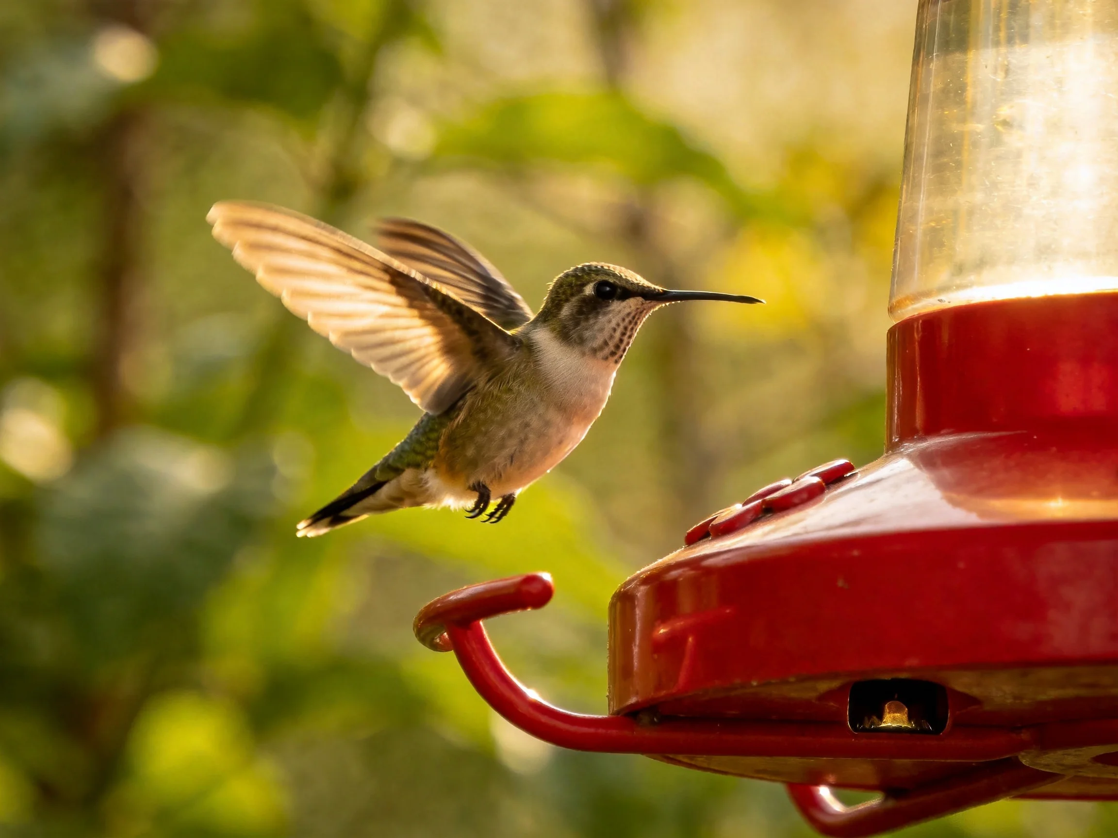 A small hummingbird approaching a bright red feeder