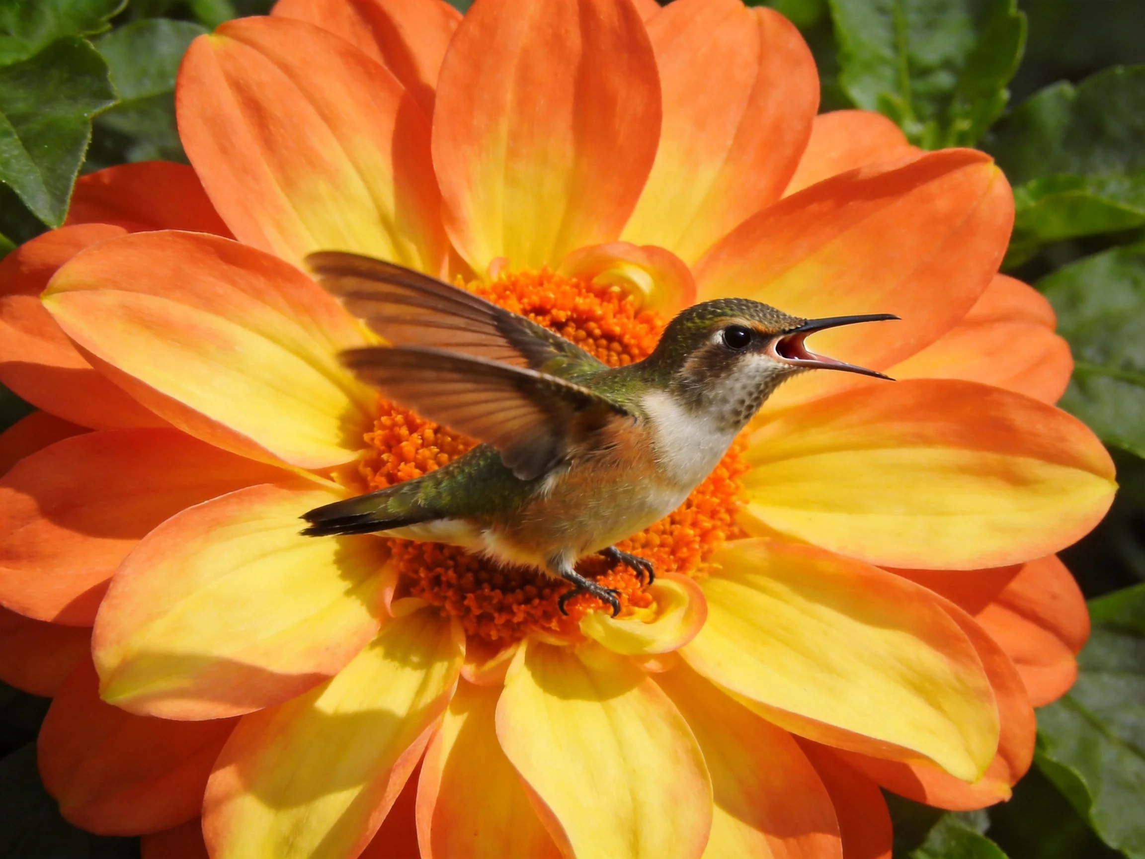 A small hummingbird perches on a vibrant orange-yellow flower
